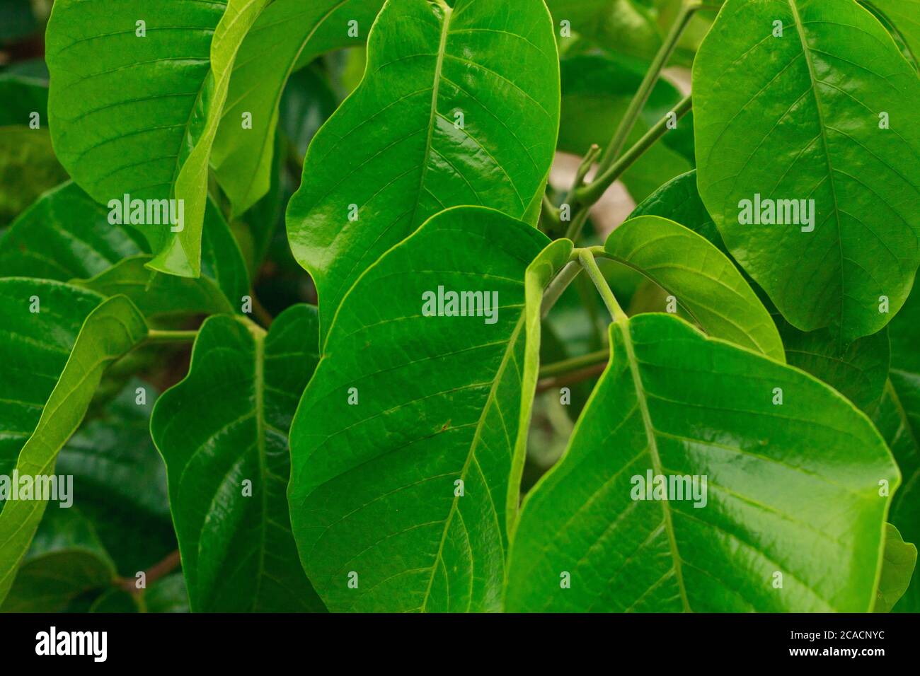 branch of green leaves of santol on sental tree plant  sandoricum koetjape Stock Photo