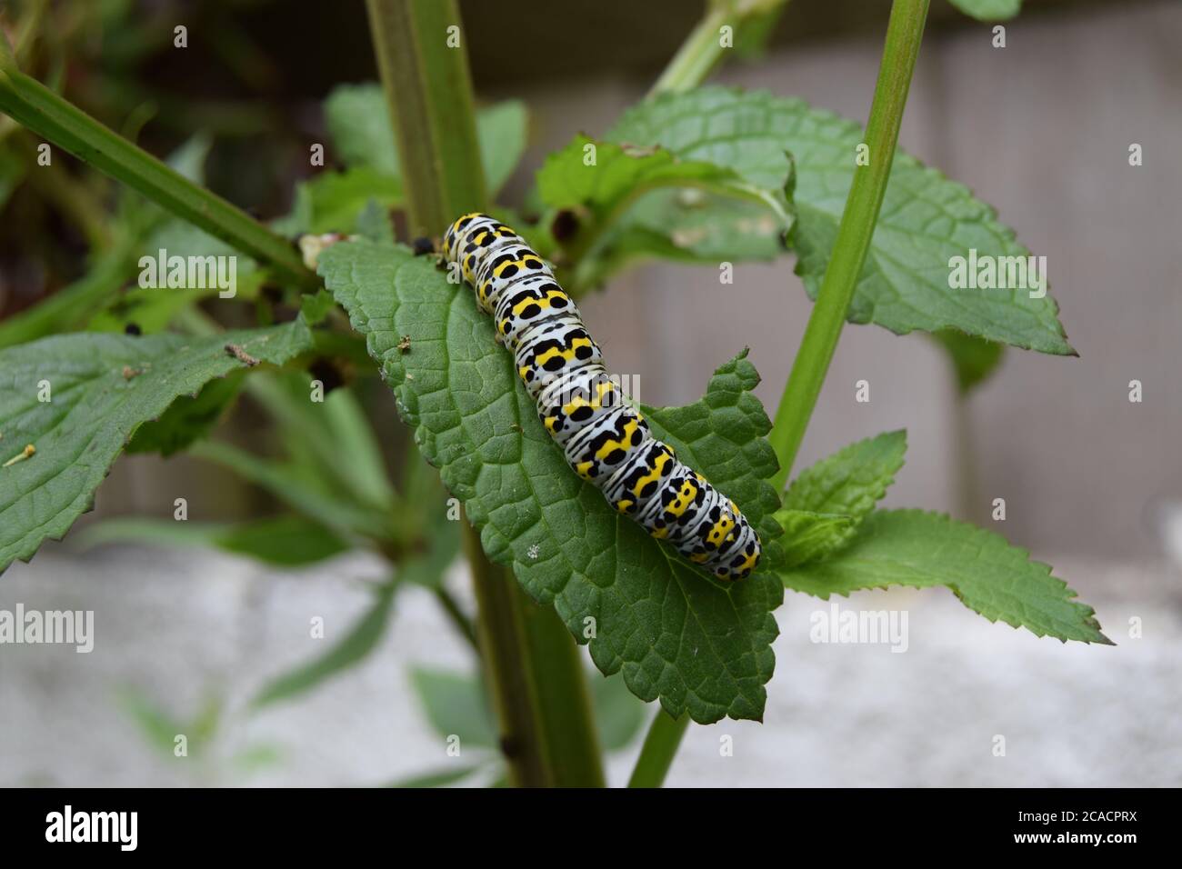The Mullein caterpillar on leaf Stock Photo