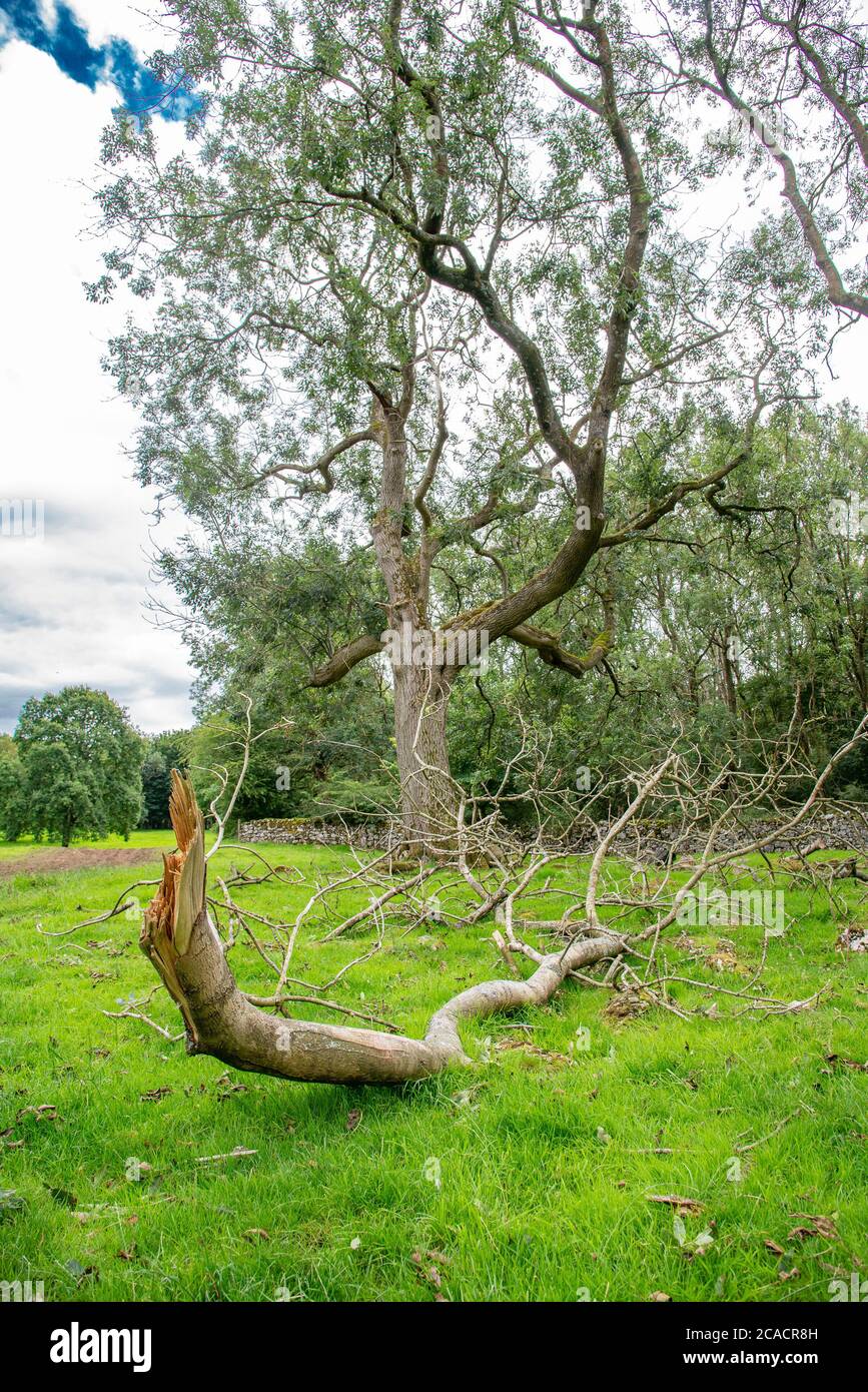 Ash trees with fallen branches, Yealand Conyers, Lancashire, UK. Ash