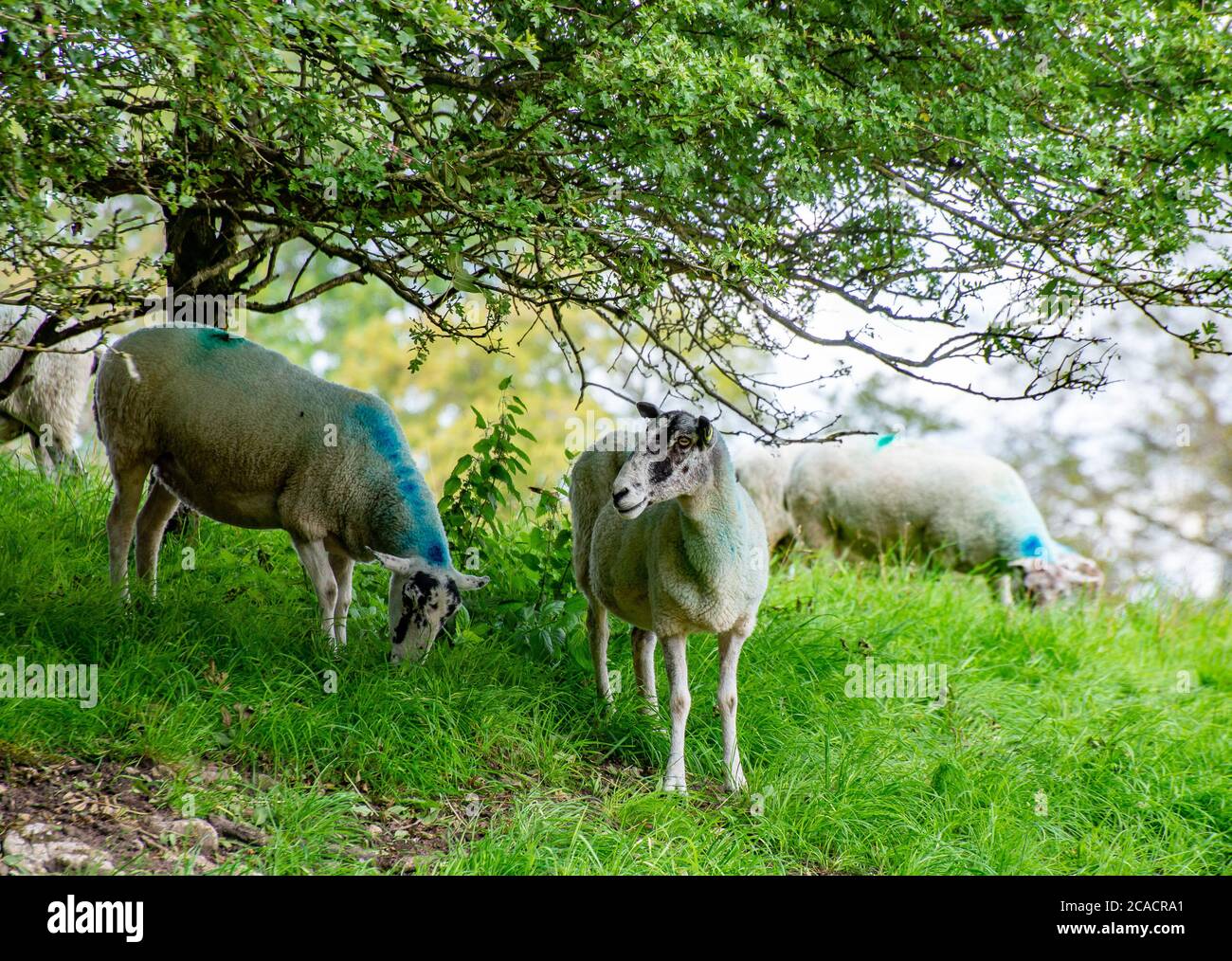 Conyers hires stock photography and images Alamy