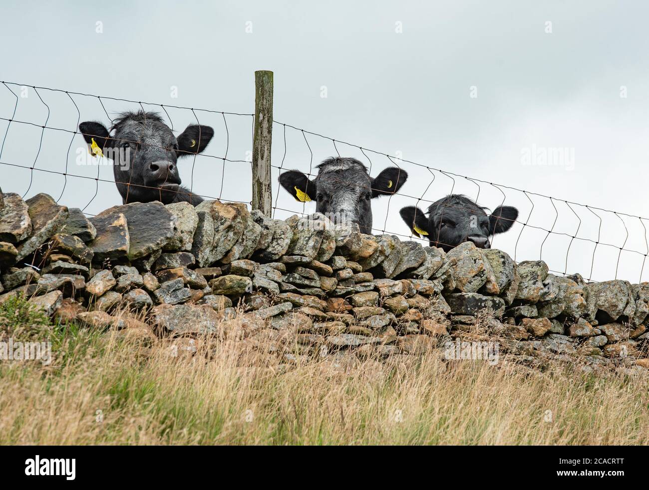 A beef heifers looking over a dry stone wall, Chapel-en-le-Frith, Derbyshire,UK Stock Photo