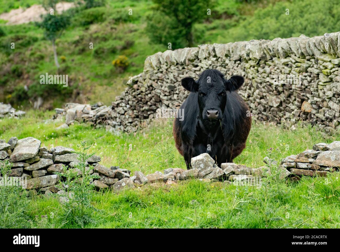 A beef heifer looking over a dry stone wall, Chapel-en-le-Frith, Derbyshire,UK Stock Photo