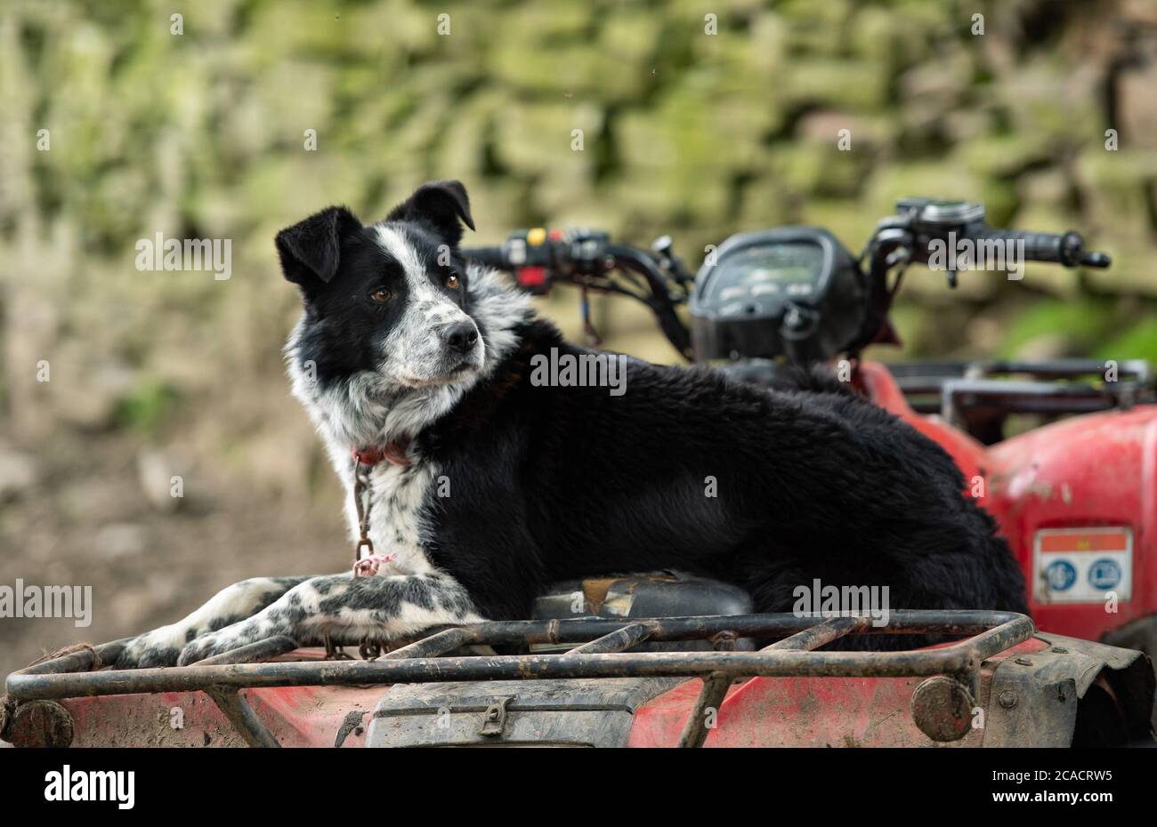 A Border collie dog sitting on a quad bike, Chapel-en-le-Frith, Derbyshire,UK Stock Photo