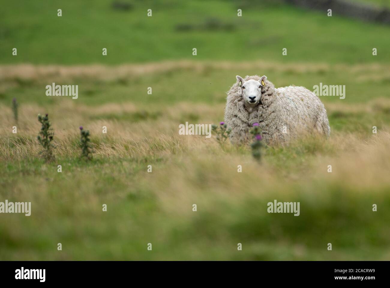 A Cheviot sheep, Chapel-en-le-Frith, Derbyshire,UK Stock Photo