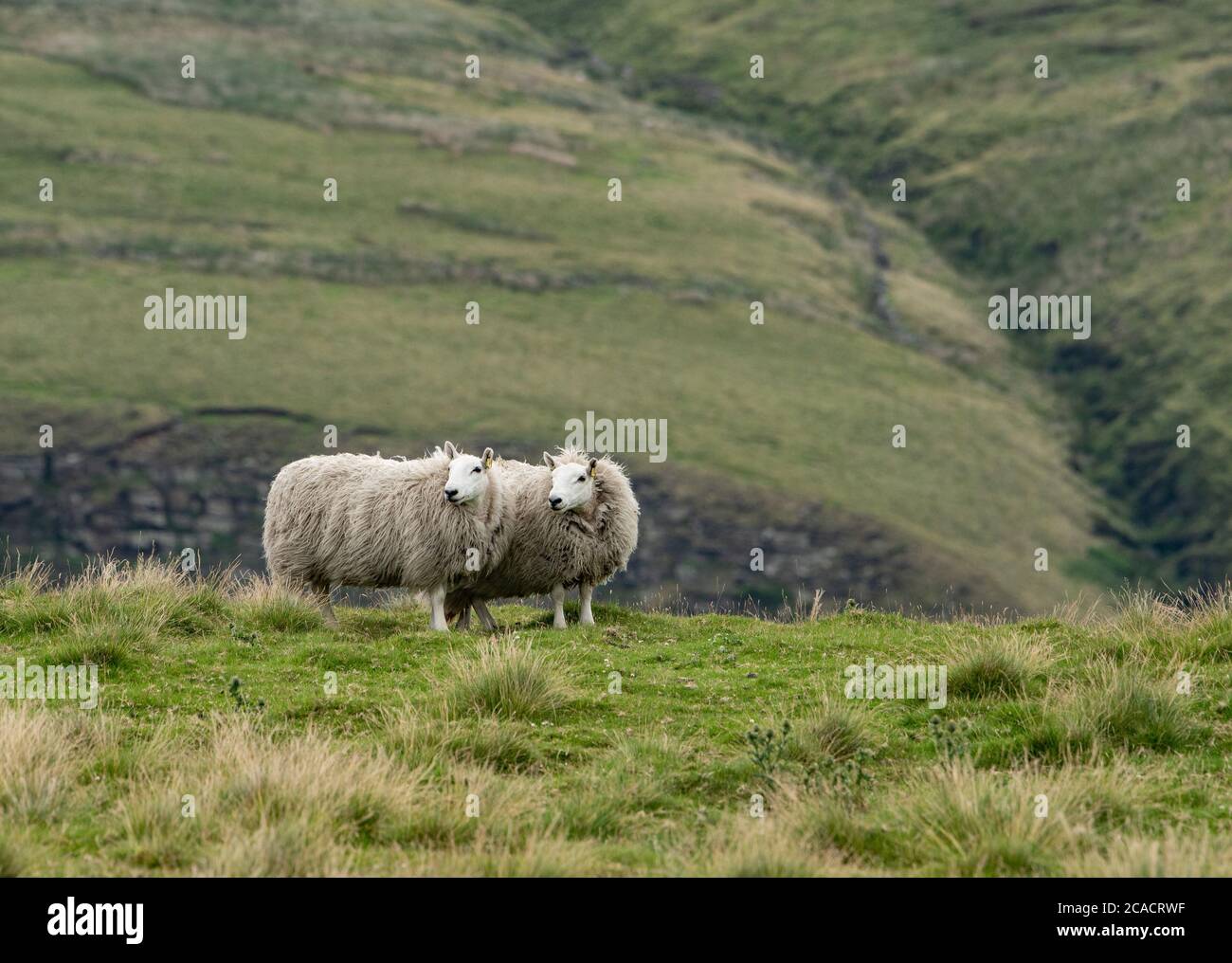 Cheviot sheep, Chapel-en-le-Frith, Derbyshire,UK Stock Photo