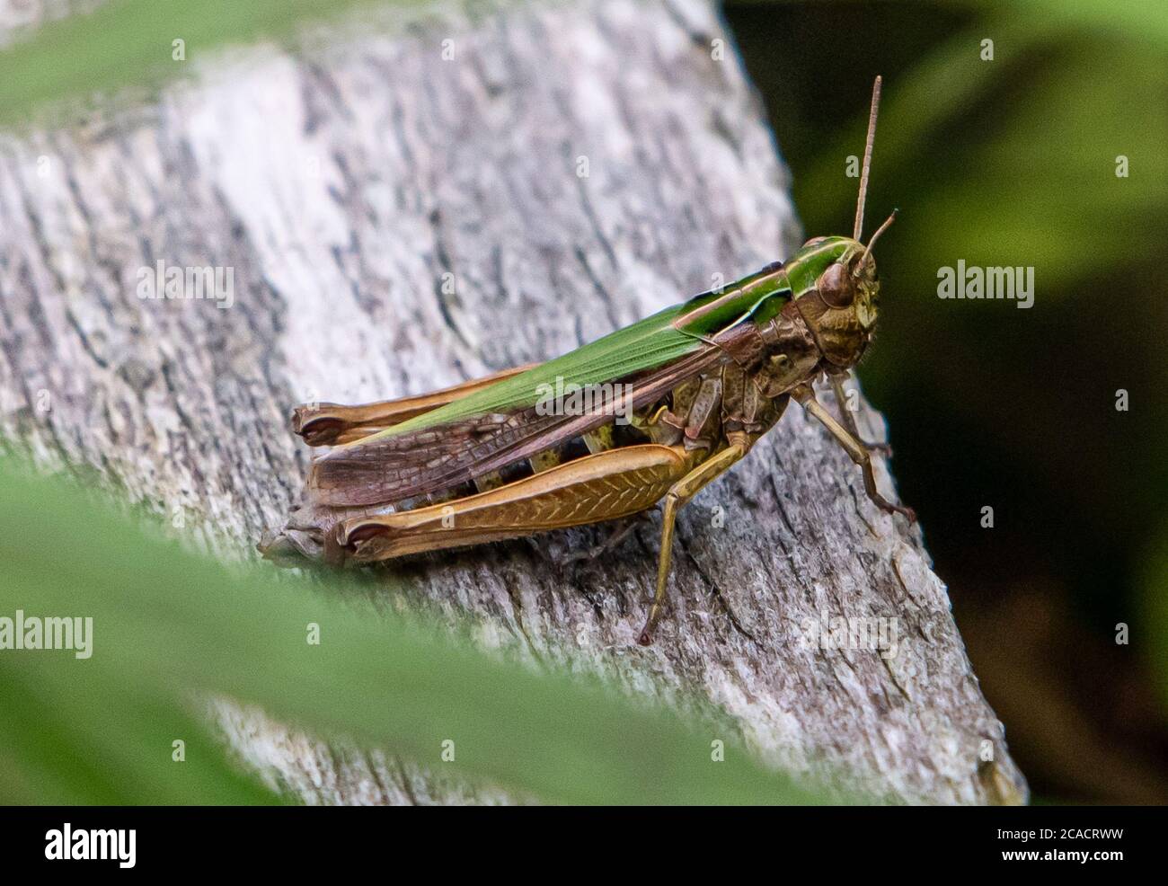A Common green grasshopper, Foulshaw Moss, Witherslack, Cumbria, UK. Stock Photo