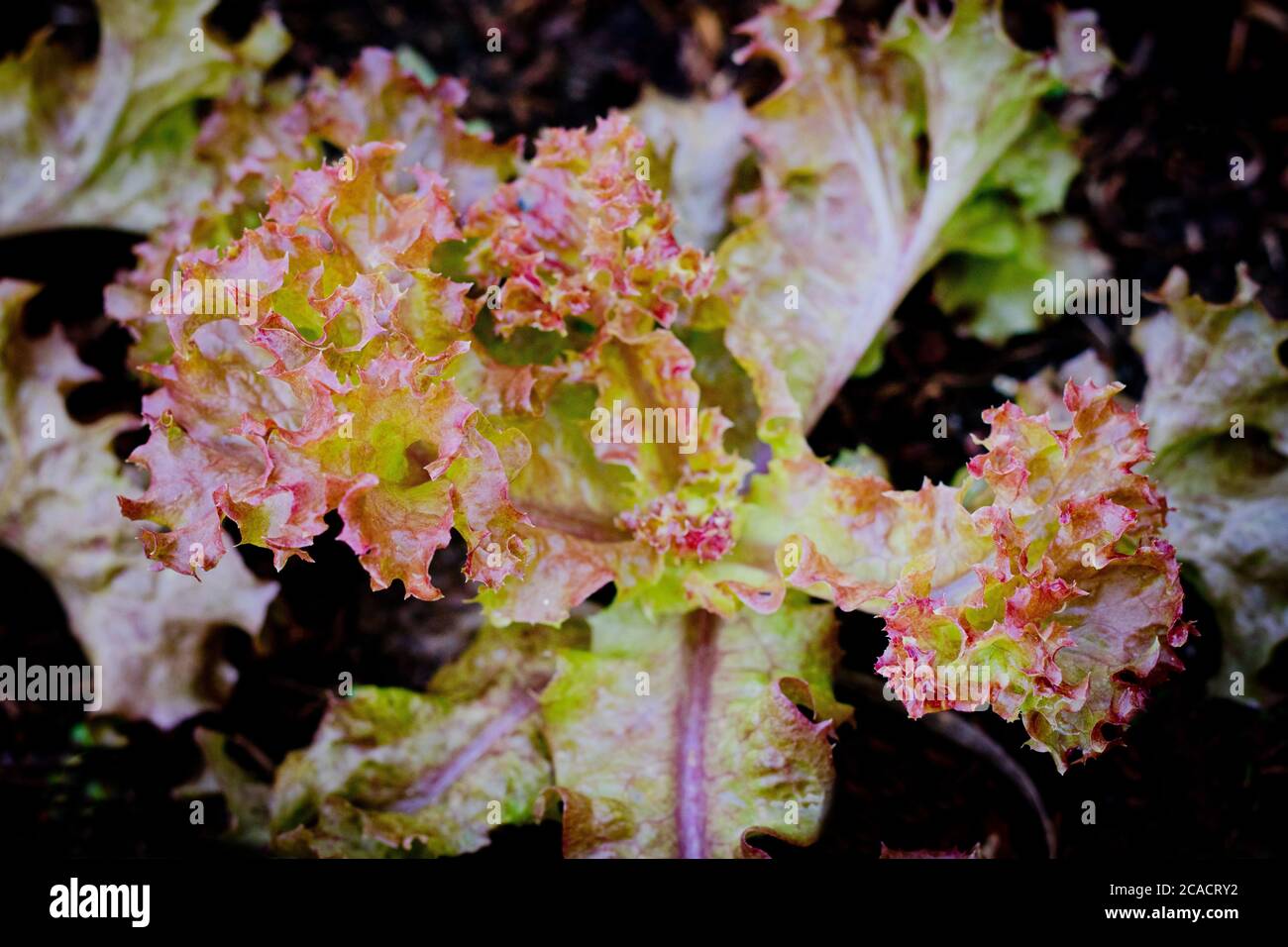 fresh red coral lettuce on  organic vegetables salad  food background Stock Photo