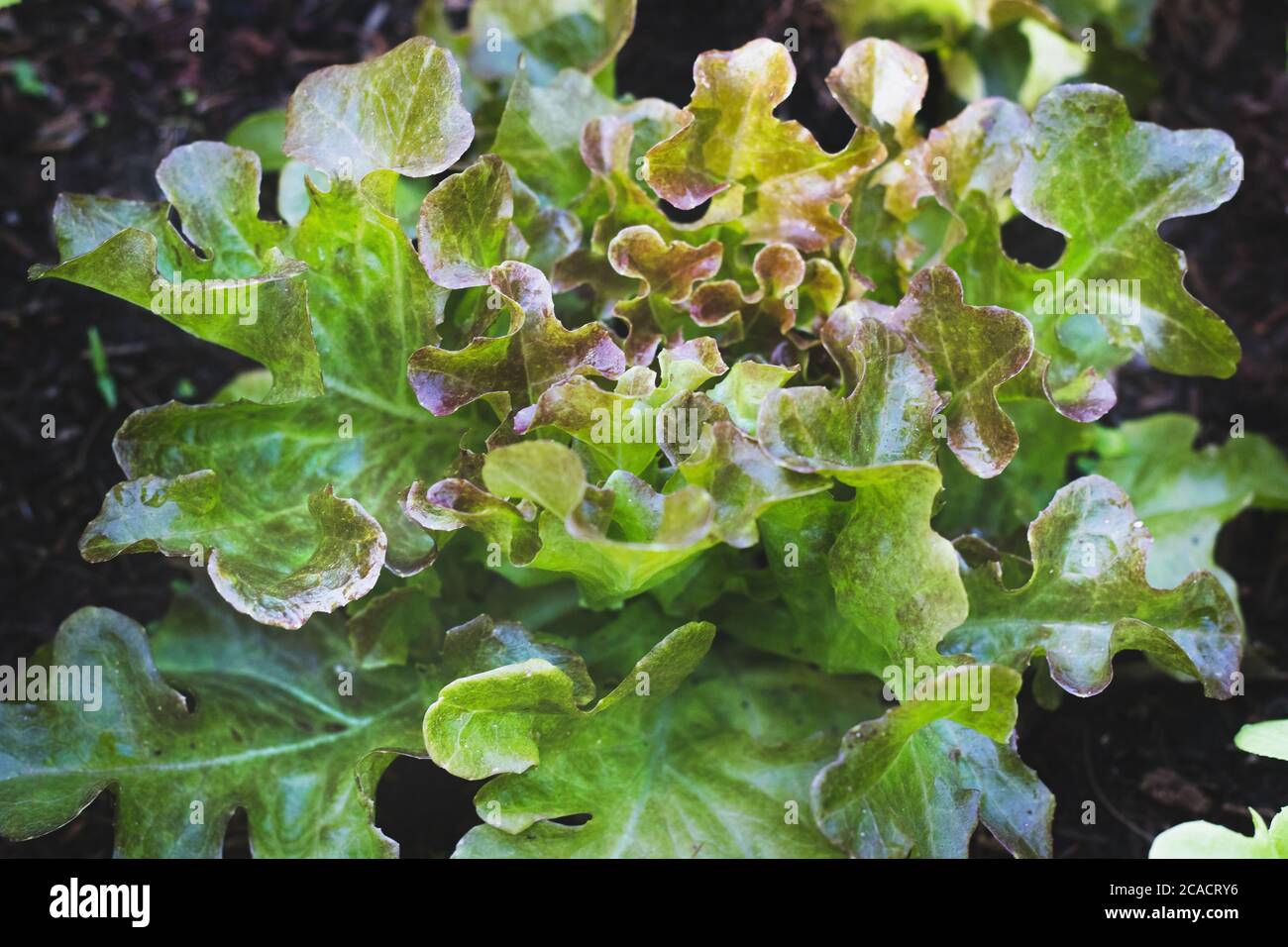 organic red oak lettuce on  vegetables salad  food nature background Stock Photo