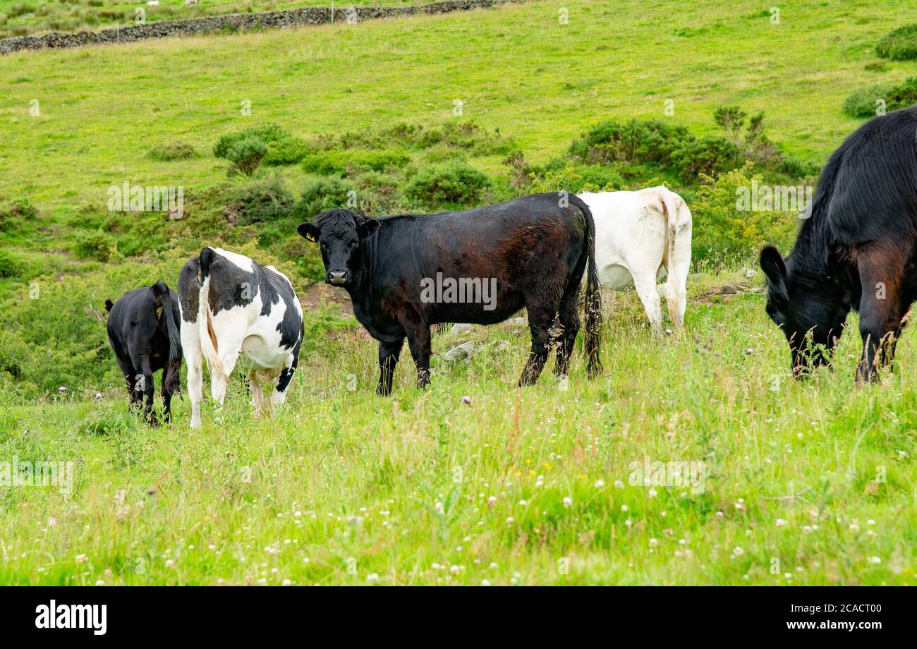 A beef heifers, Chapel-en-le-Frith, Derbyshire,UK Stock Photo
