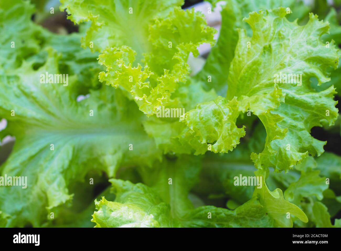 fresh green leaf lettuce on organic vegetables salad food background