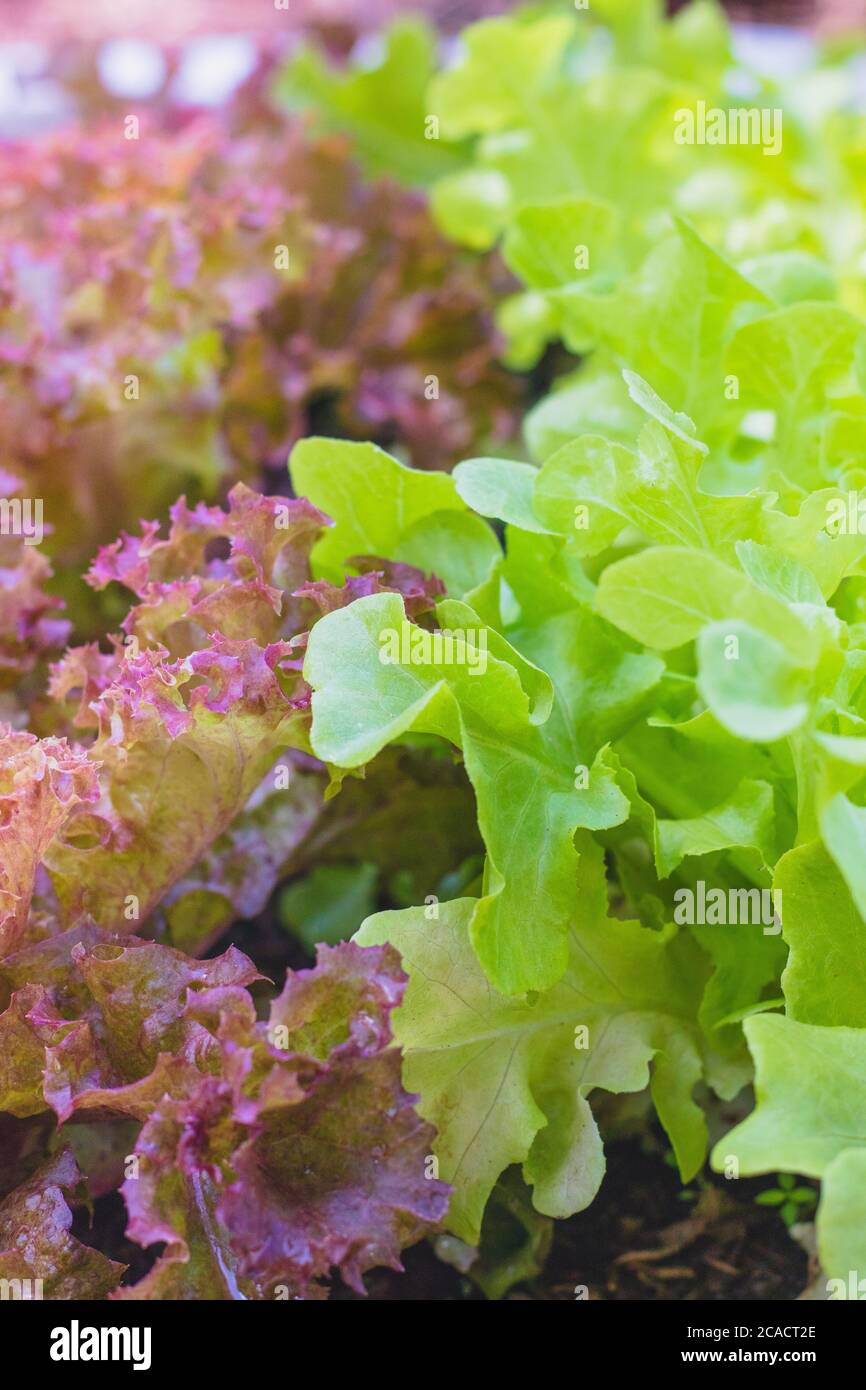 red coral lettuce and green oak lettuce on  organic vegetables salad  food background Stock Photo