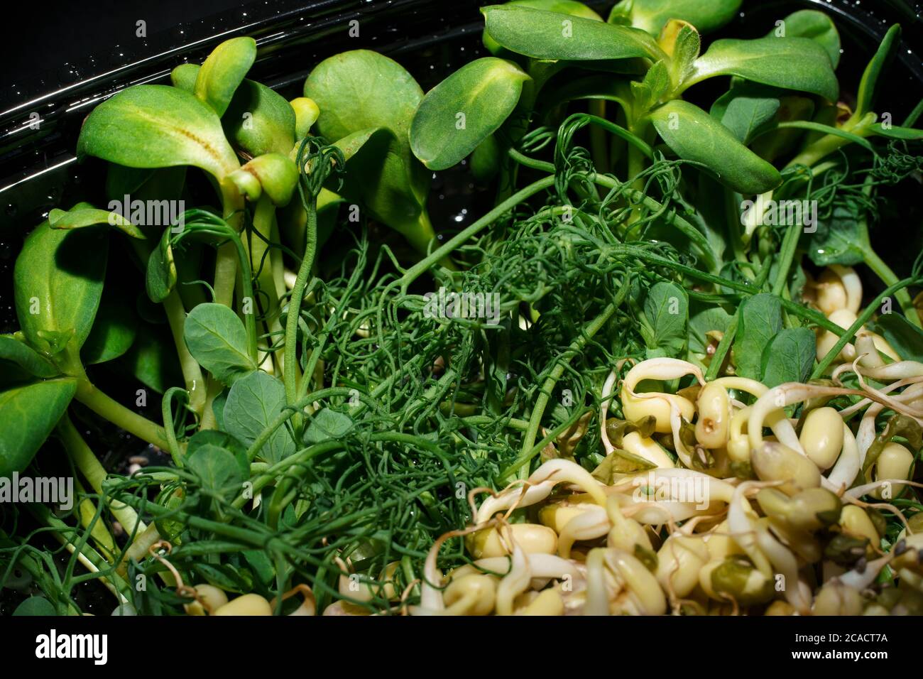 Photo of green sprouted seeds of pea, bean, mung, sunseed Stock Photo