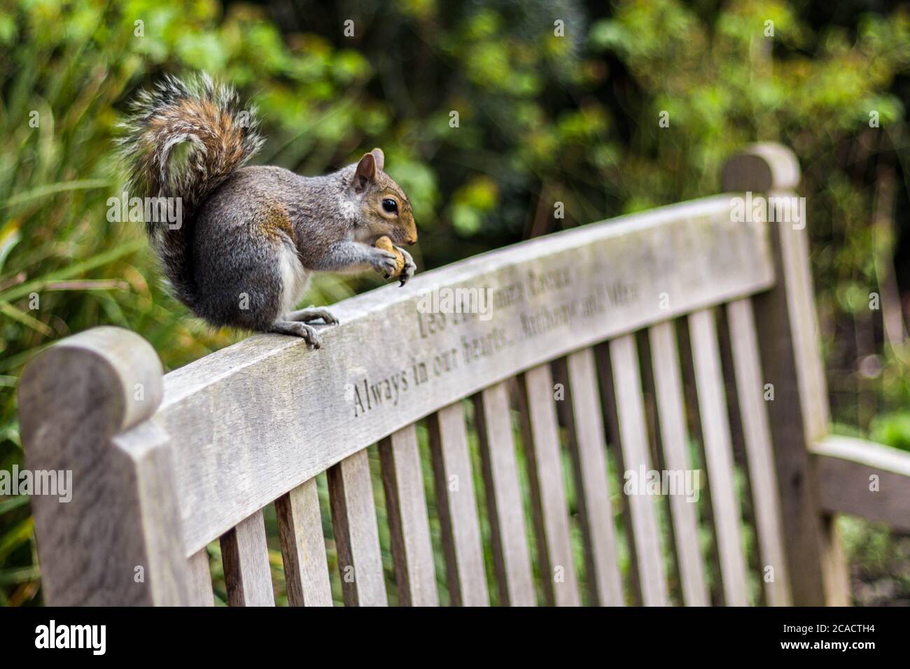 A grey squirrel in Hyde Park, London, UK. Stock Photo
