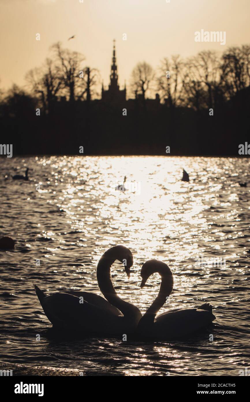 Swans in Hyde Park, London, UK. Stock Photo