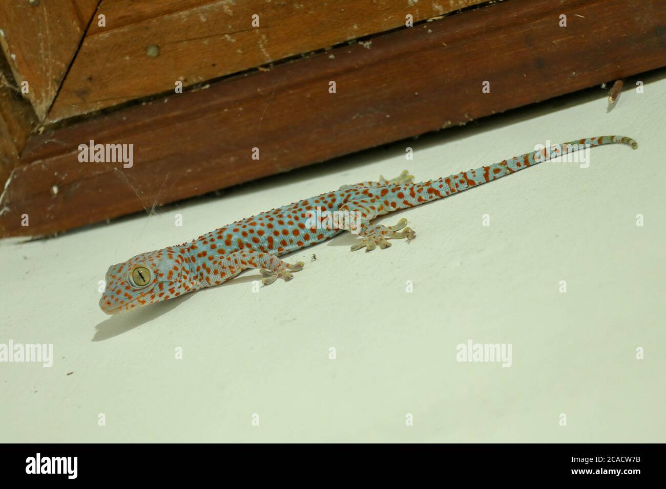 Gekkota Gekko Gecko Tokay Tokkae Lizard on a White Background Isolated even  lighting Stock Photo - Alamy
