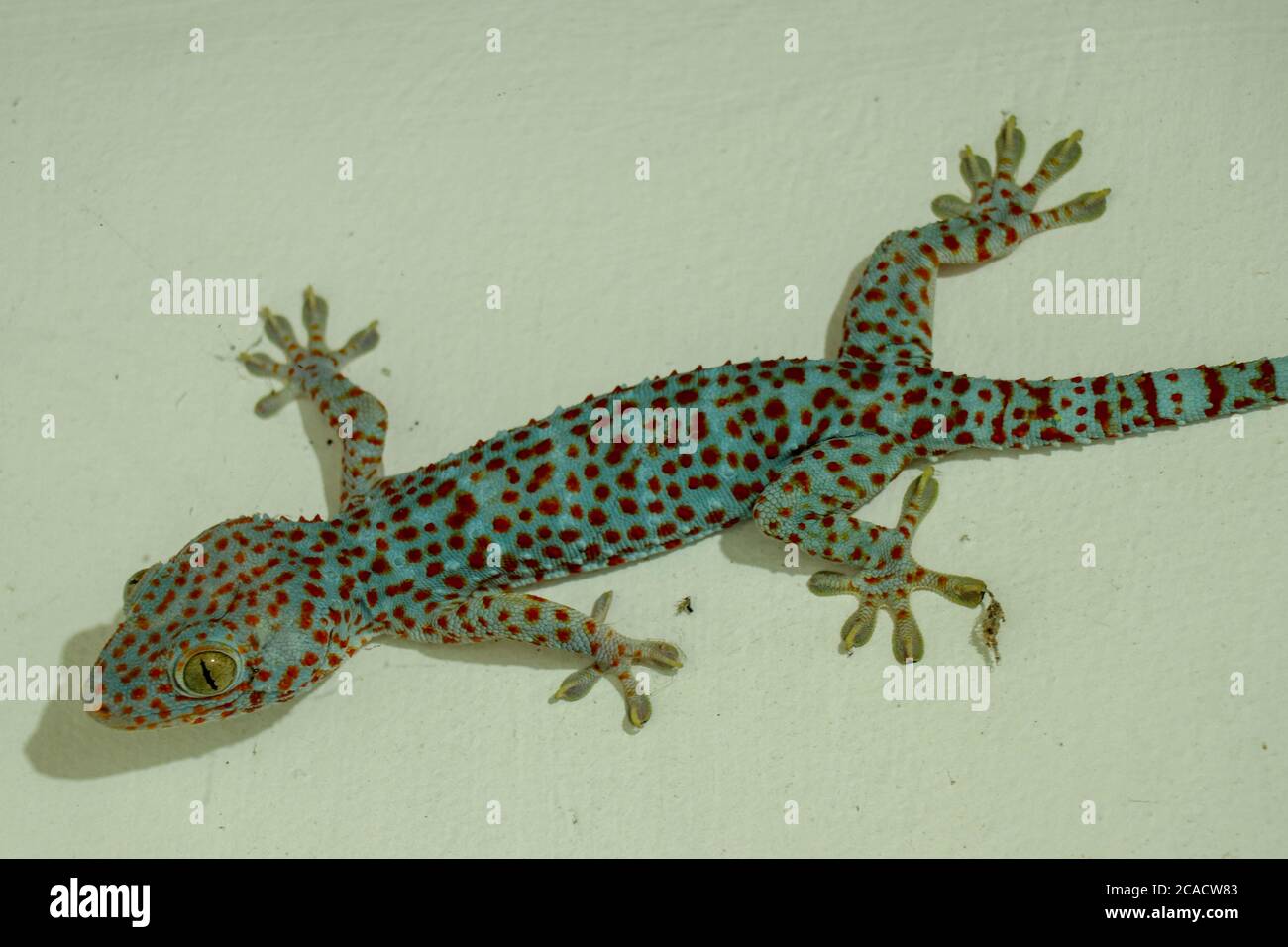 Soft selective focus tokay gecko, tucktoo on a concrete wall, grainy texture background. Large adult Gekko gecko with orange spots Stock Photo