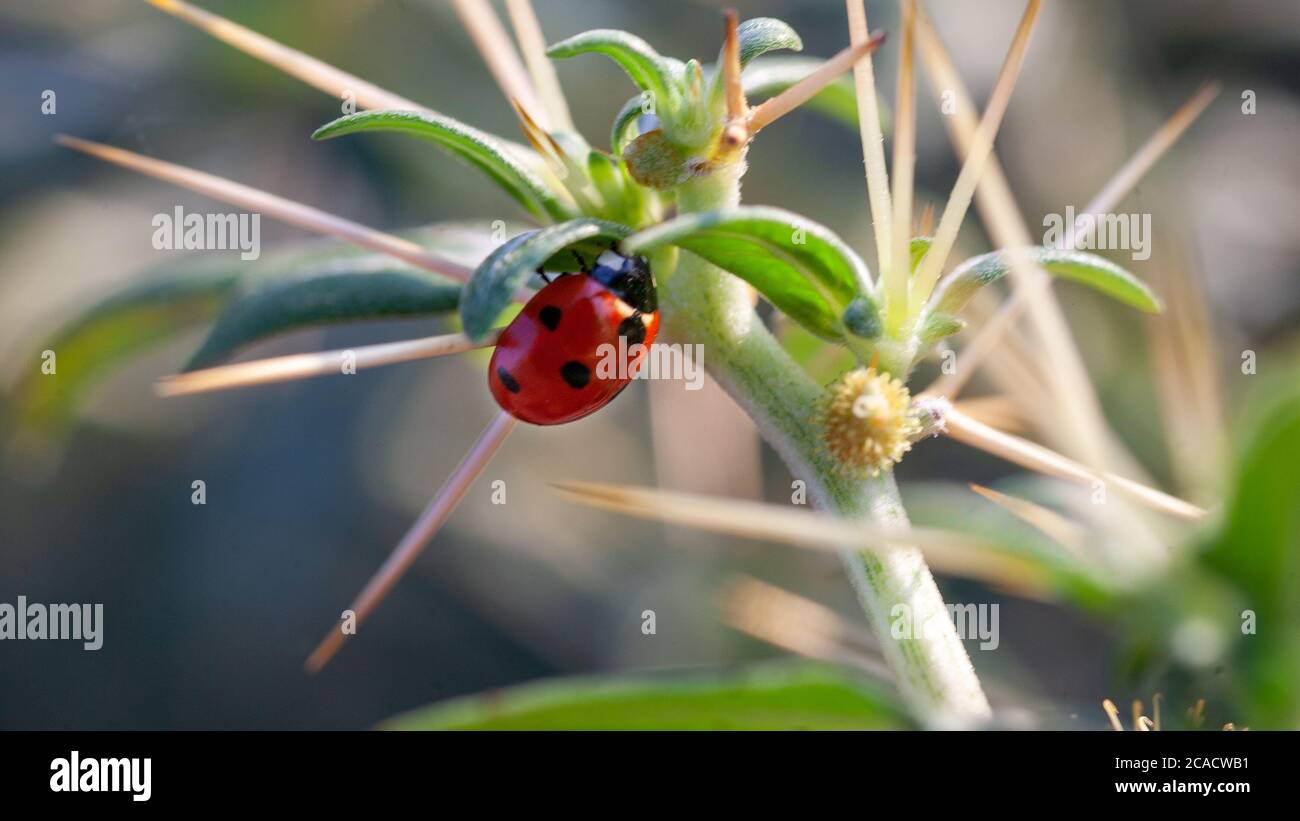 Lady Bug in Cactus Thorns Cockle thorny golden thorn - Xanthium spinosum L. Stock Photo