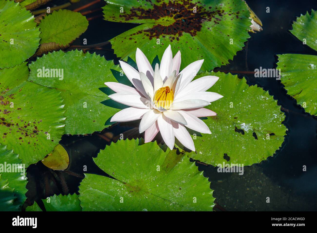 Blooming white Water Lilly (Nymphaea) in a pond in Candidasa, Karangasem, Bali, Indonesia. Stock Photo