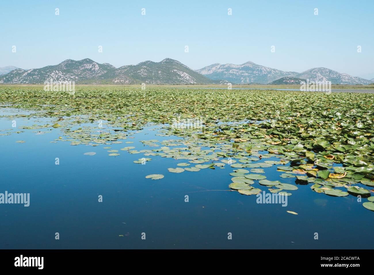 Beautiful Lake Skadar view. Idyllic destination, clear water with floating lily pads and