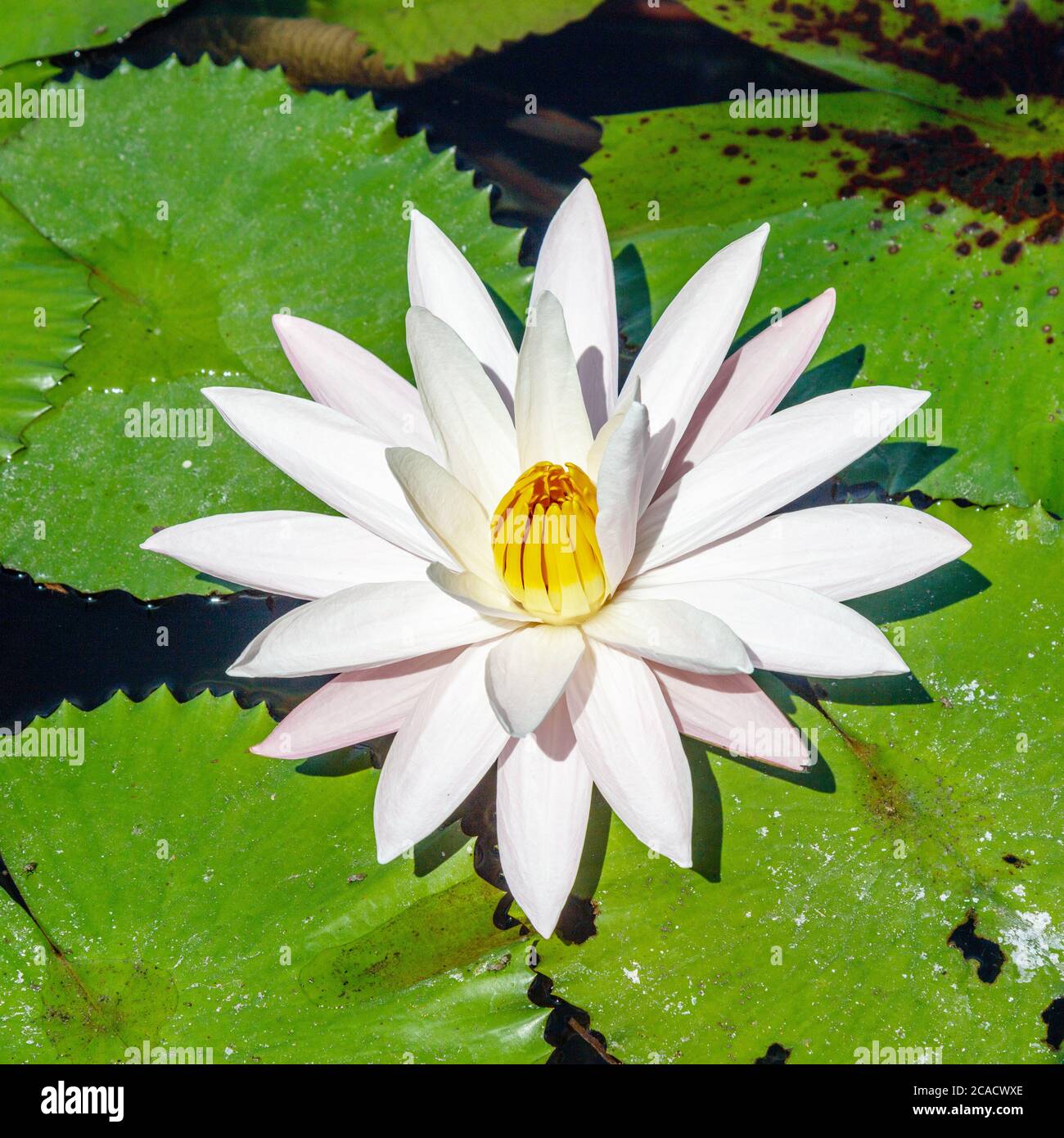 Blooming white Water Lilly (Nymphaea) in a pond in Candidasa, Karangasem, Bali, Indonesia. Stock Photo