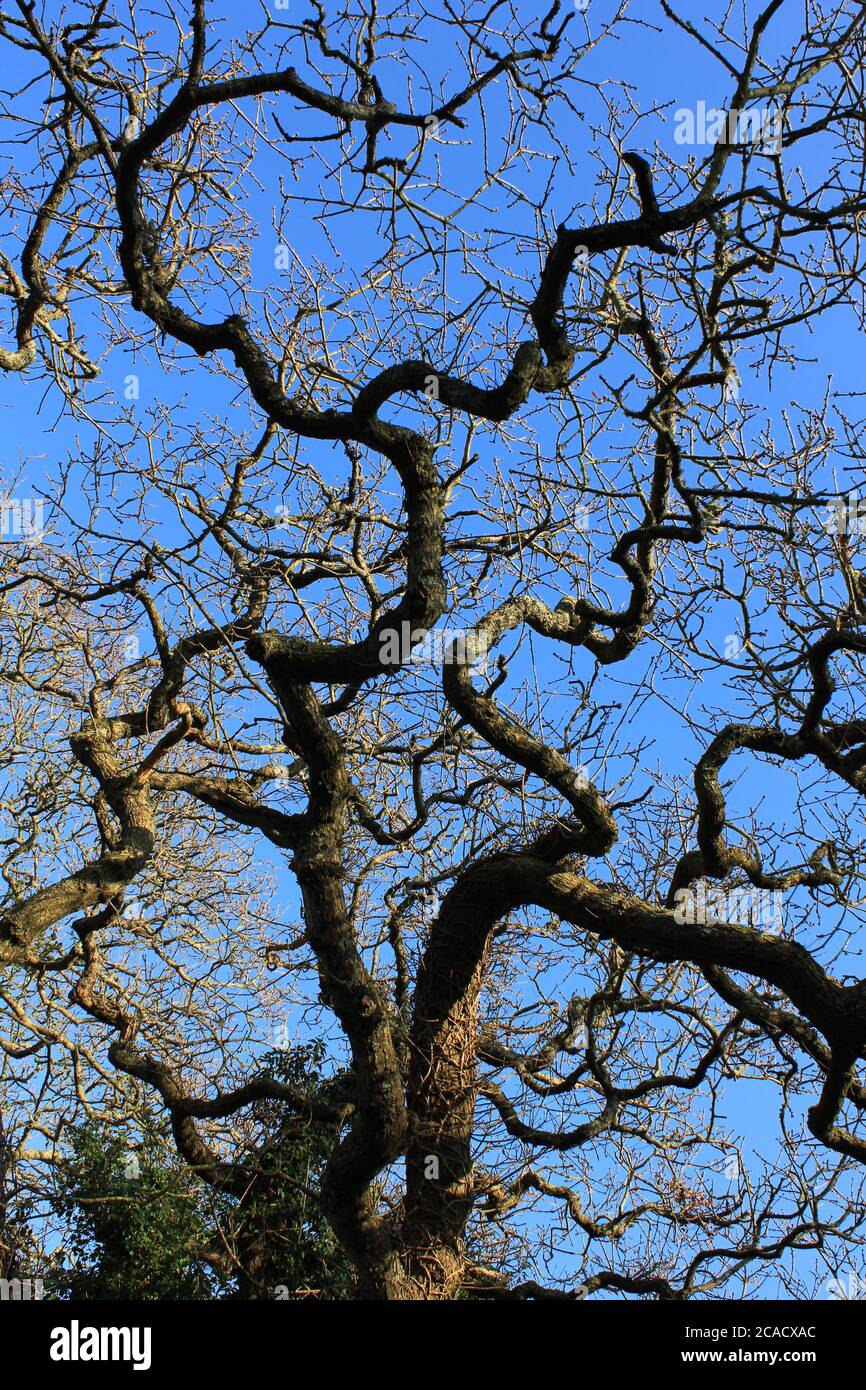 twisty branches Stock Photo