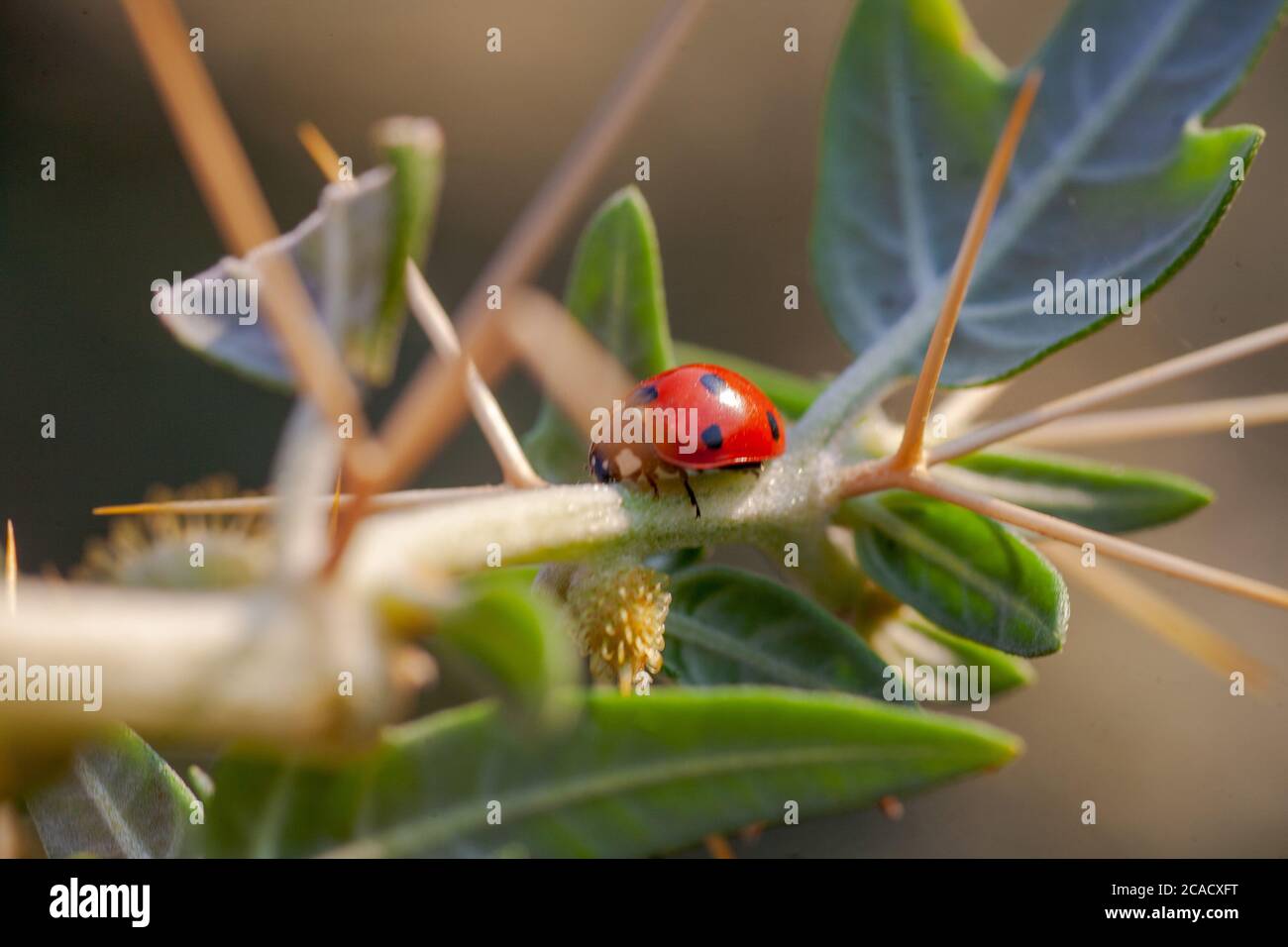 Lady Bug in Cactus Thorns Cockle thorny golden thorn - Xanthium spinosum L. Stock Photo