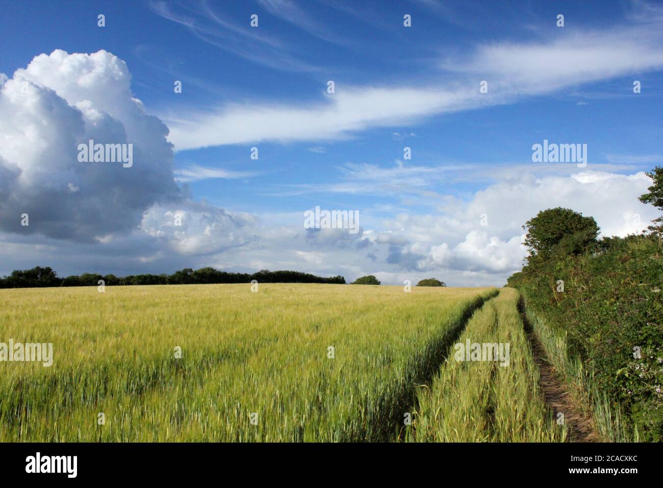 Barley field and blue sky Stock Photo