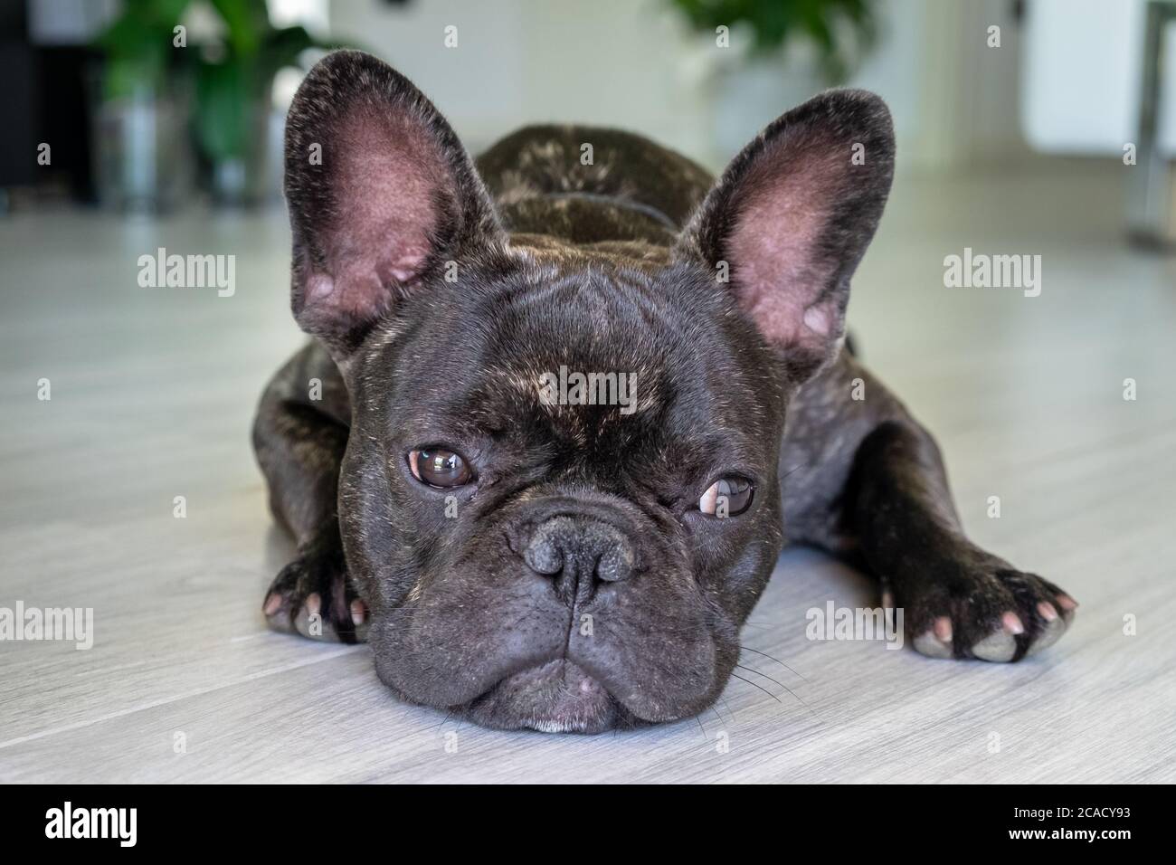 Nice French Bulldog brigee while resting Stock Photo