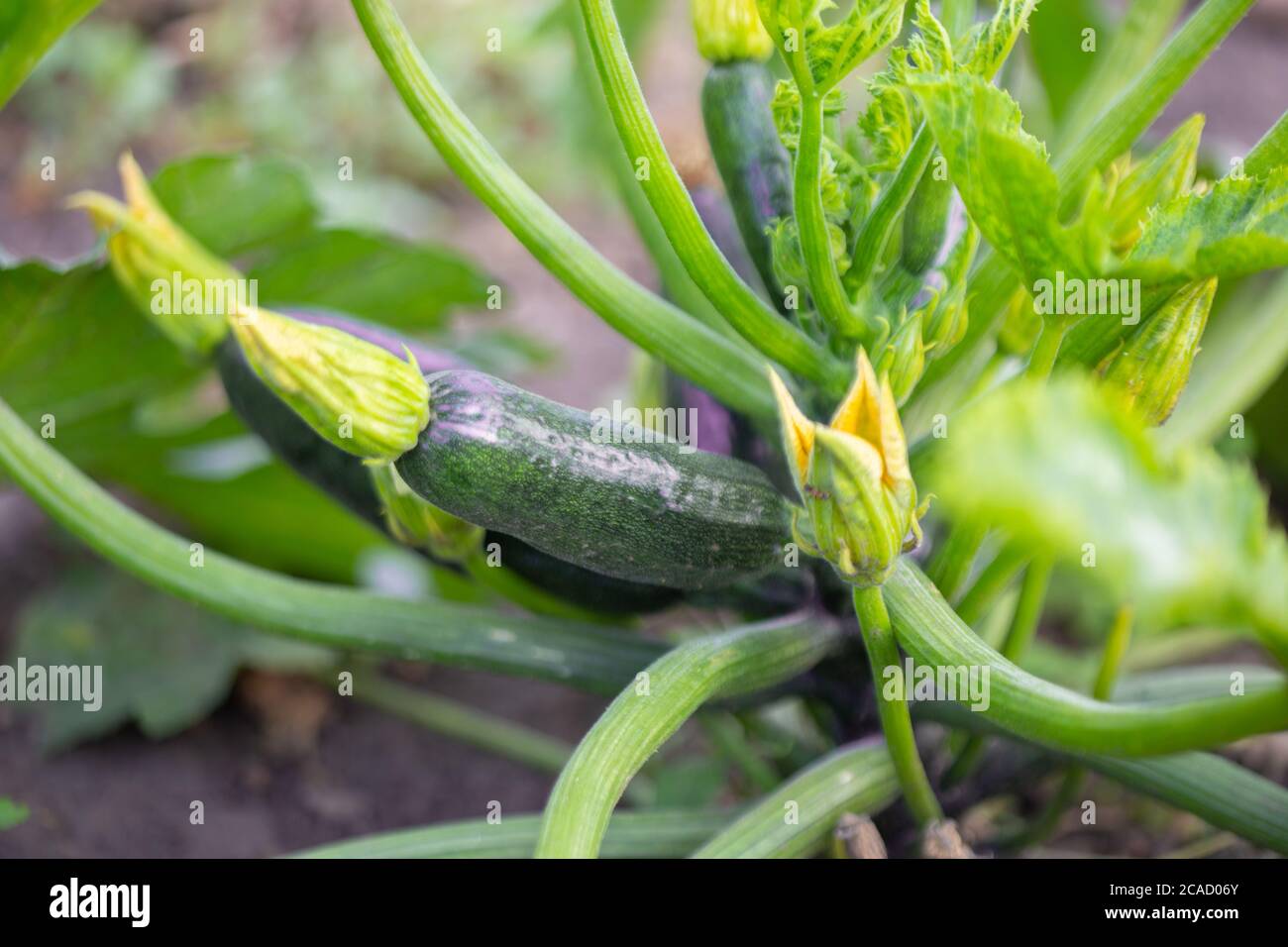 Courgette, or zucchini flowers and fruit. Garden growing healthy food
