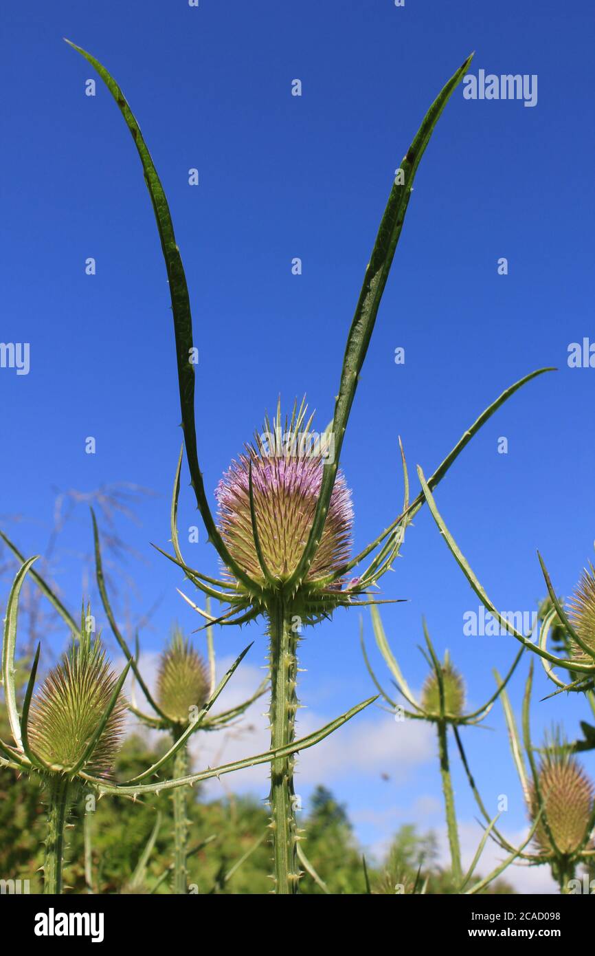 Scottish thistles hires stock photography and images Alamy