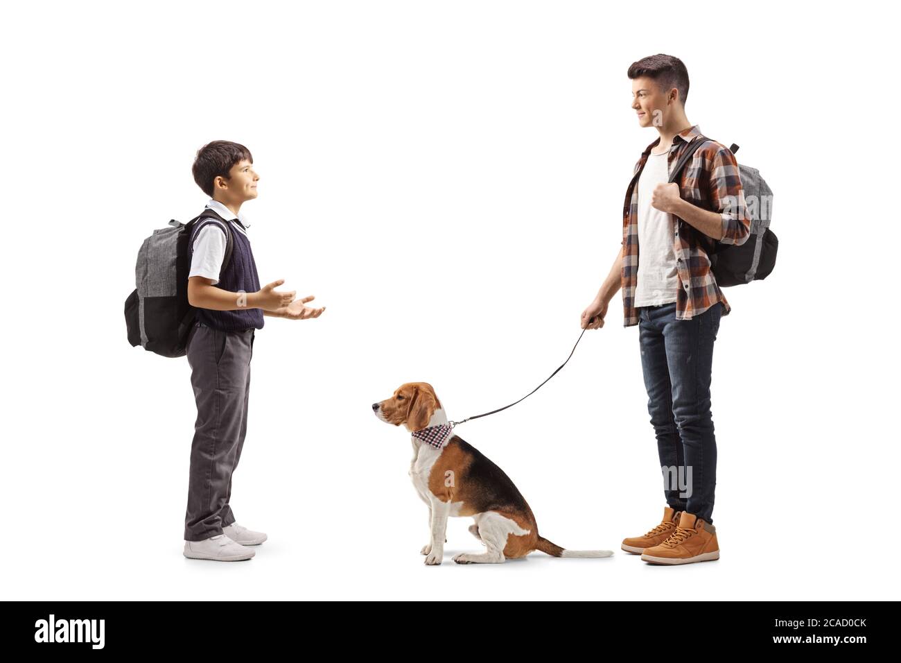 Full length shot of a schoolboy talking to a male student with a beagle dog on a leash isolated on white background Stock Photo