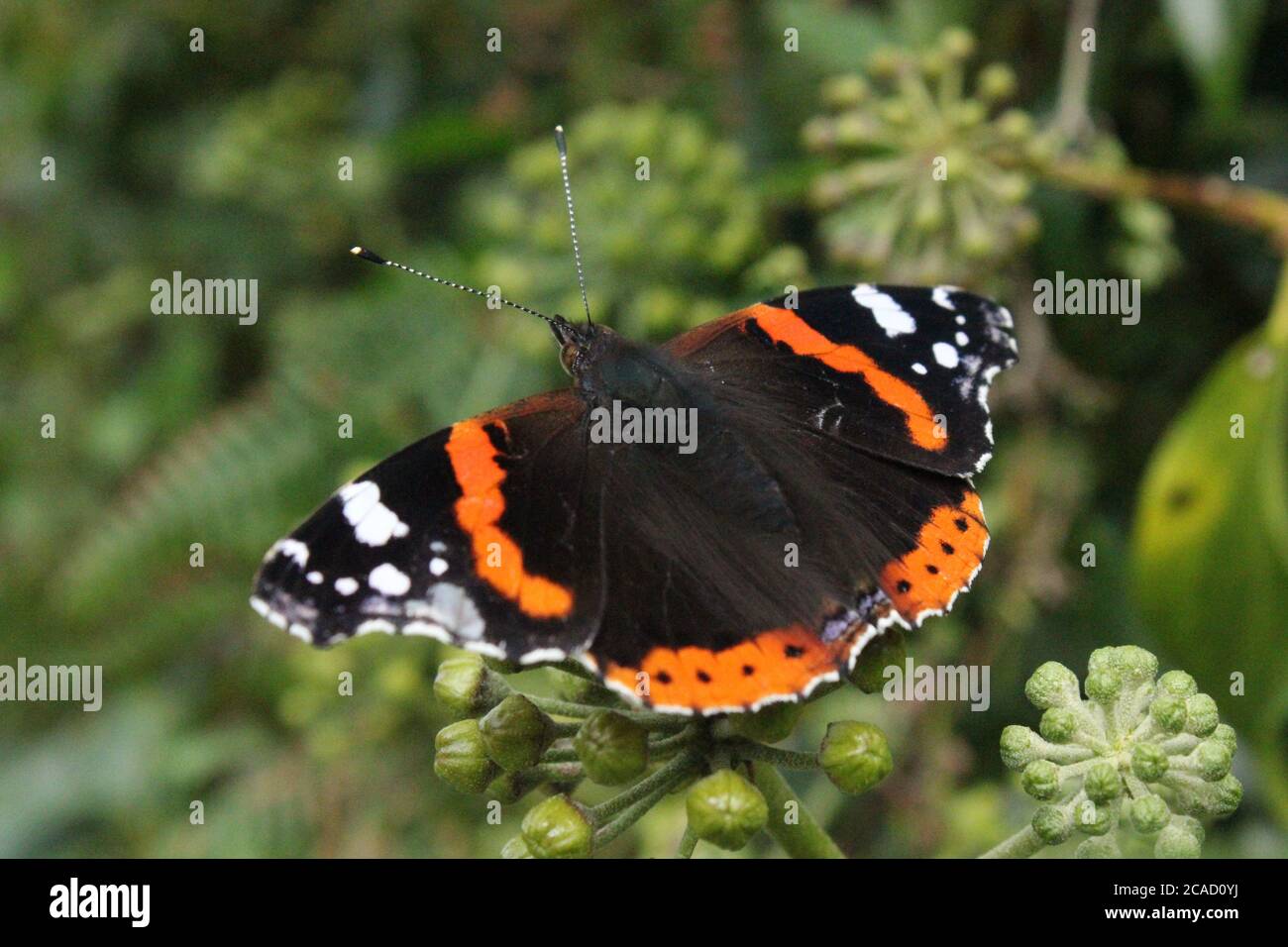 Red Admiral on ivy Stock Photo