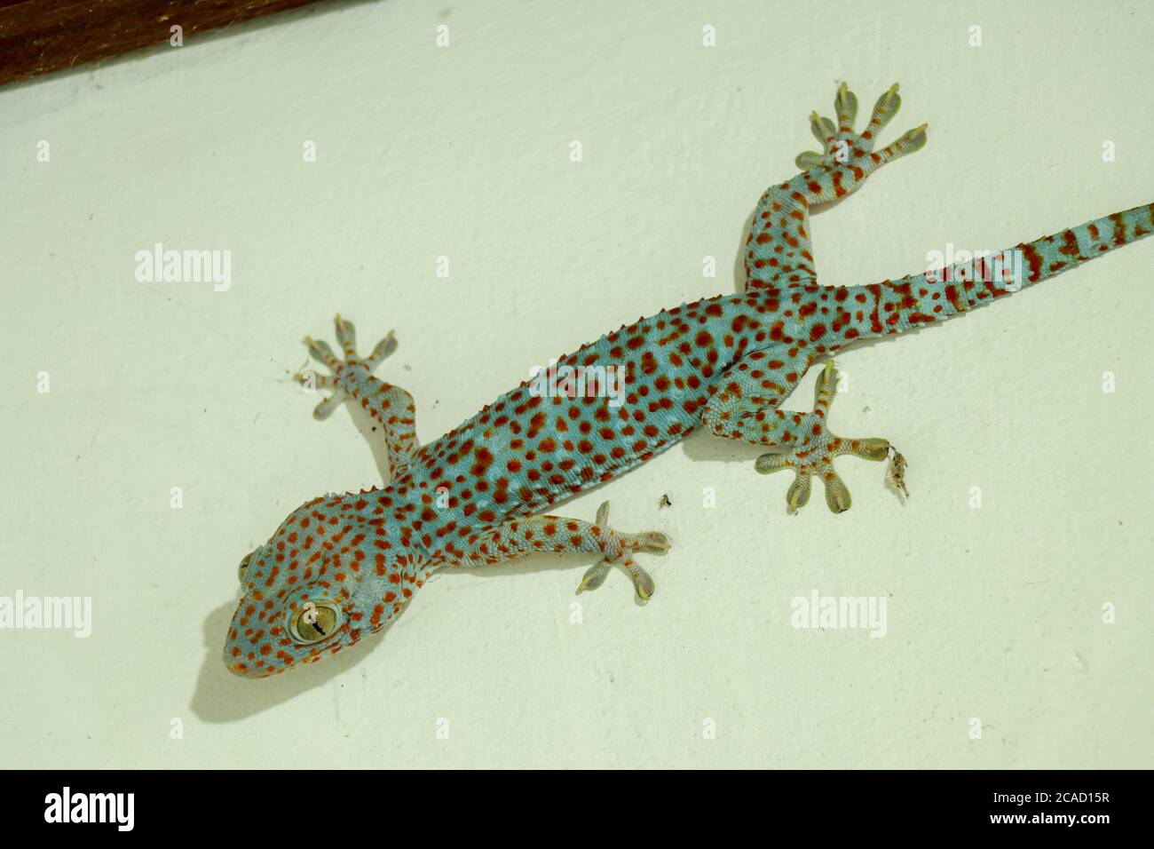 Soft selective focus tokay gecko, tucktoo on a concrete wall, grainy texture background. Large adult Gekko gecko with orange spots Stock Photo