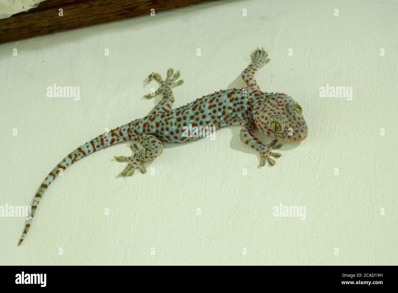 Tokay gecko - Gekko gecko in front of a white background Stock Photo