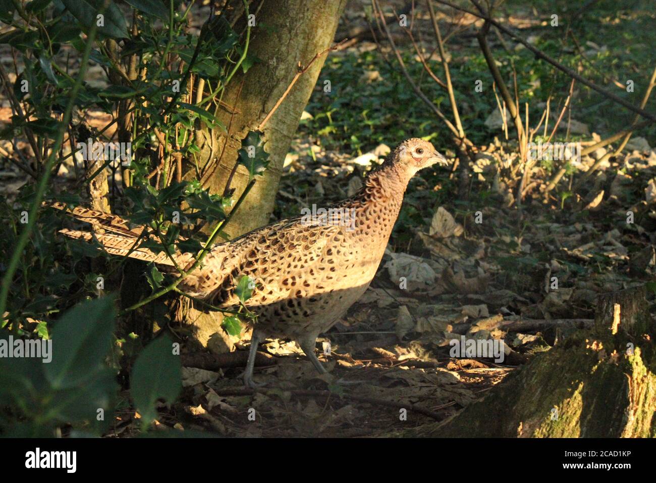 Female pheasant in sunlight Stock Photo