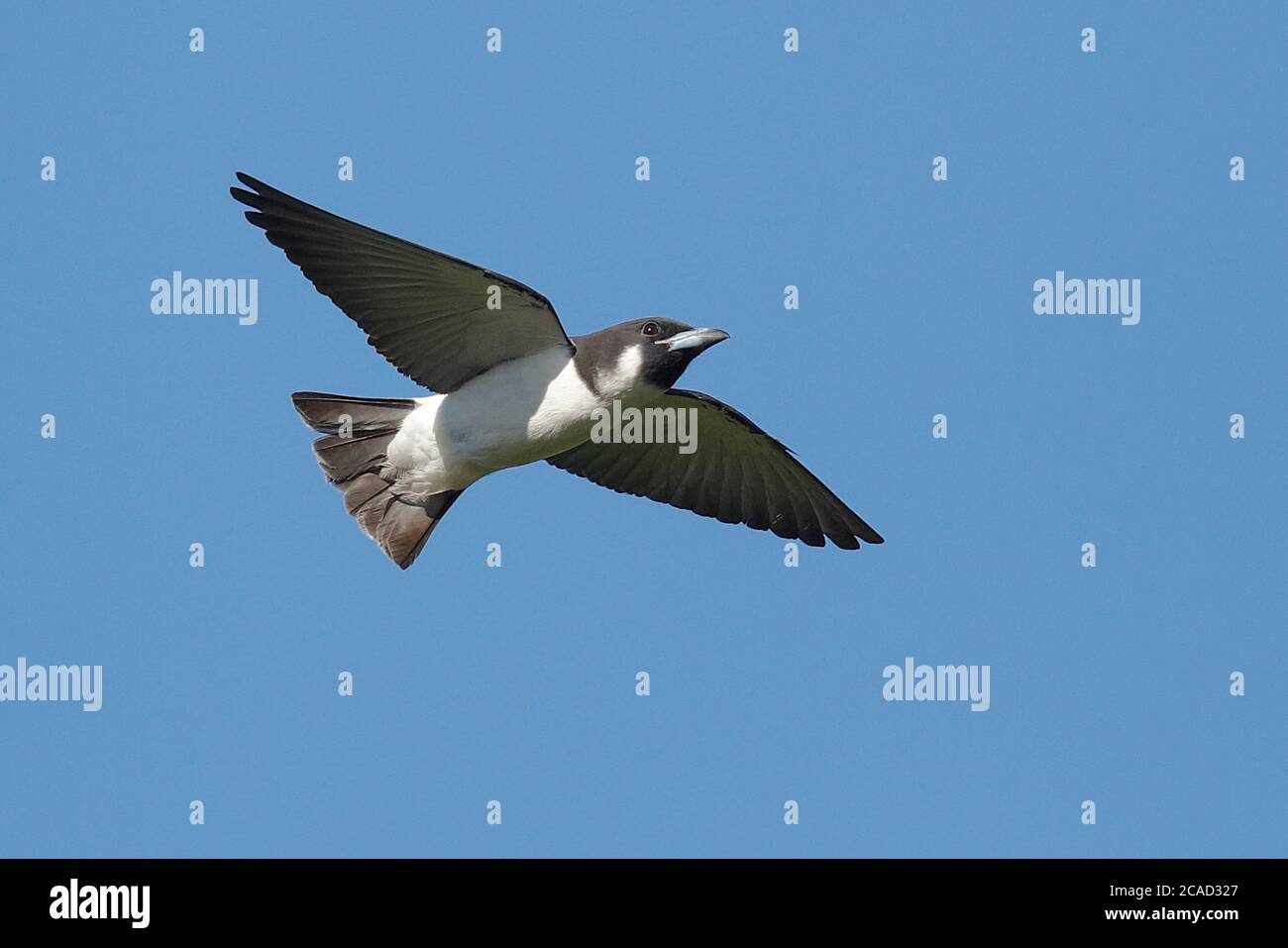 Fiji Woodswallow (Artamus mentalis) near Suva, Viti Levu, Fiji 19th May 2017 Stock Photo