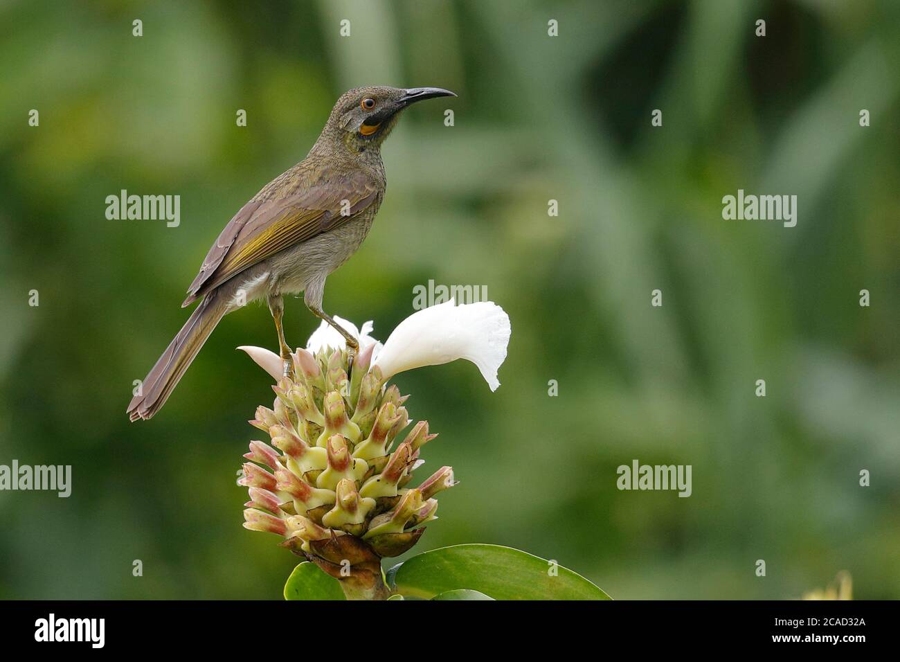 Fiji Wattled Honeyeater (Foulehaio taviunensis) near Suva, Viti Levu, Fiji 19th May 2017 Stock Photo