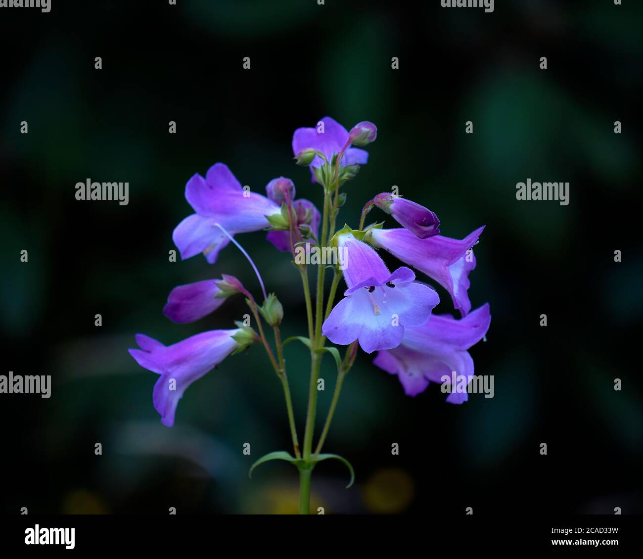 Purple Flowers - Showy Penstemon Stock Photo
