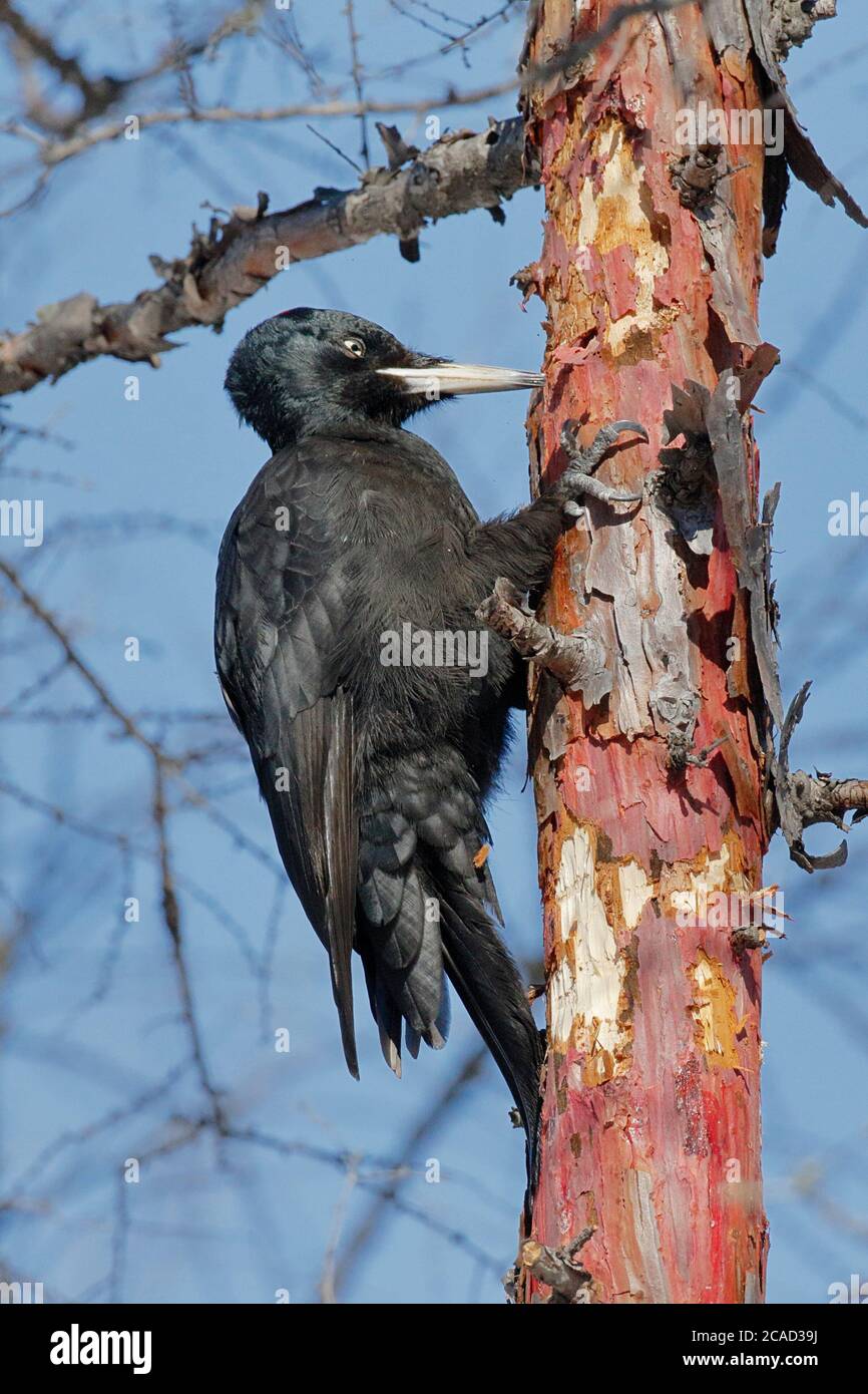 Black Woodpecker (Dryocopus martius), vertical  view, stripping bark off a pine tree in woodland near Yakeshi, Inner Mongolia, China 9 March 2017 Stock Photo