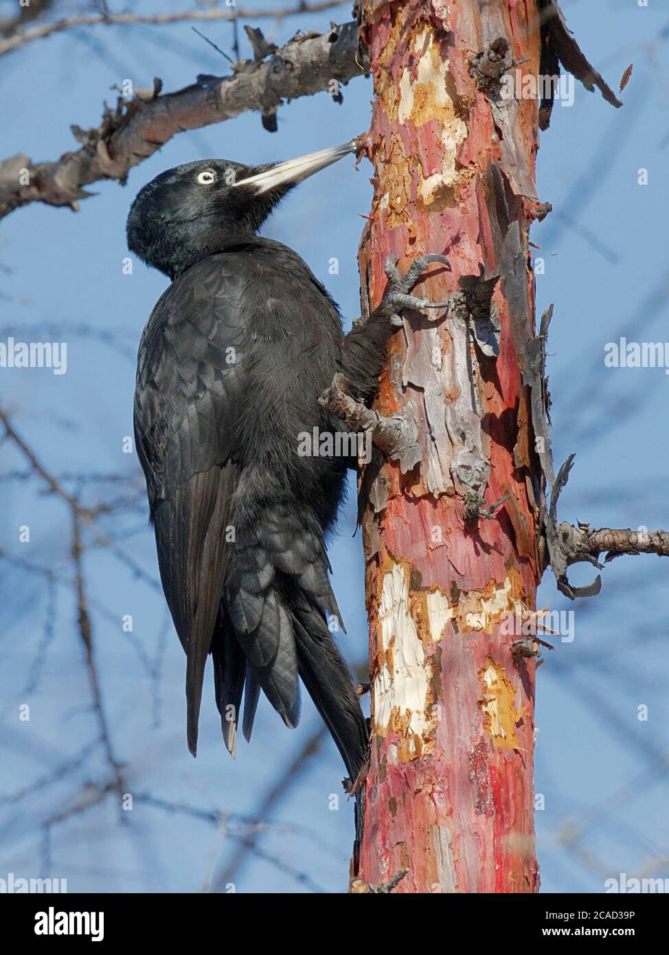 Black Woodpecker (Dryocopus martius), vertical  view, stripping bark off a pine tree in woodland near Yakeshi, Inner Mongolia, China 9 March 2017 Stock Photo