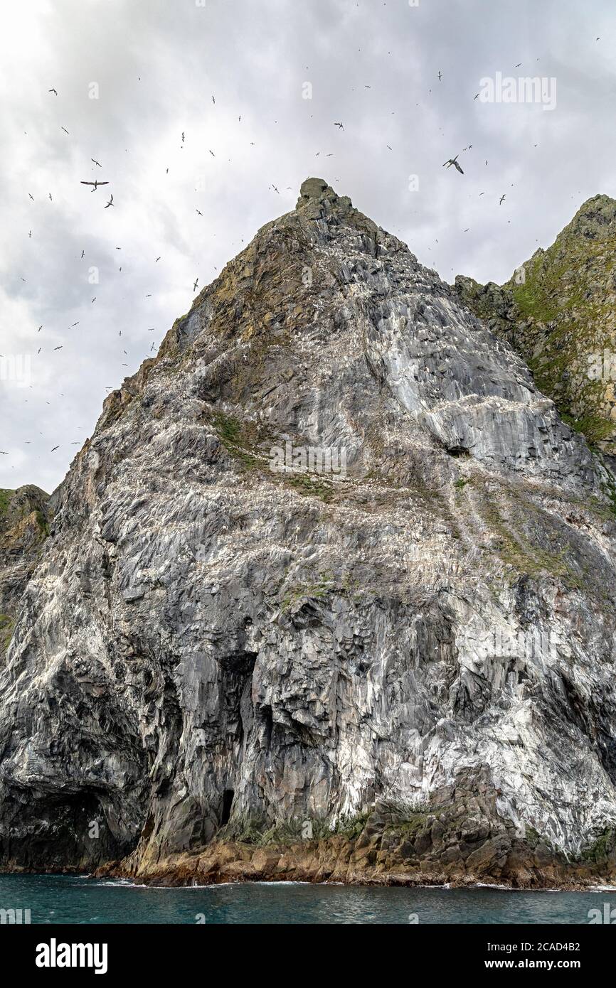 Thousands of breeding seabirds at one of the steep cliffs at Runde island, west coast of Norway. Stock Photo