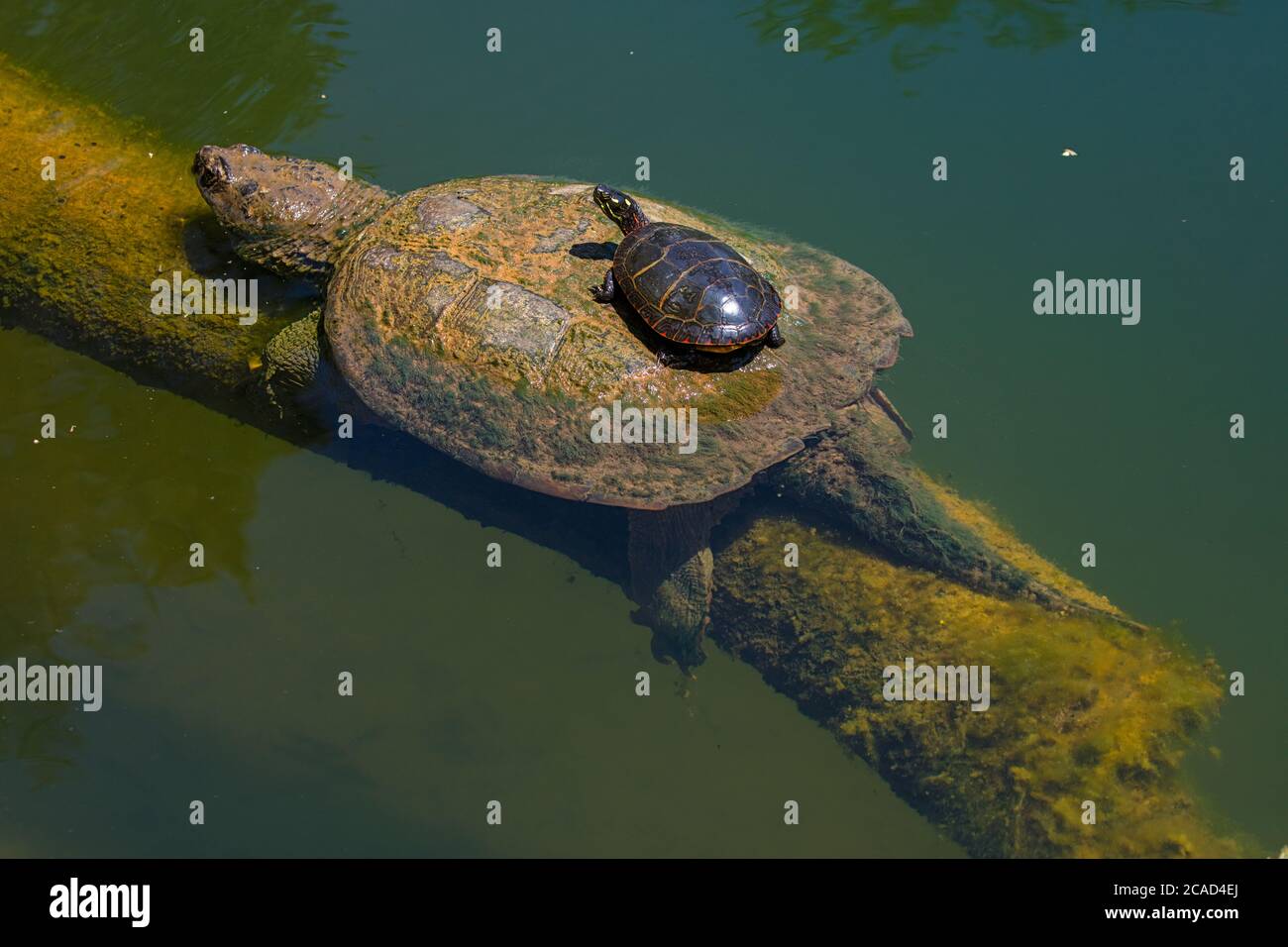 Snapping turtle, Chelydra serpentina, and painted turtle, Chrysemys picta, basking, Maryland Stock Photo