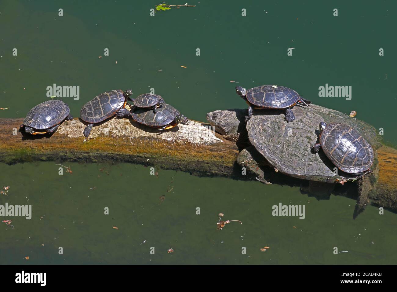 Snapping turtle, Chelydra serpentina, and painted turtles, Chrysemys picta, basking, Maryland Stock Photo