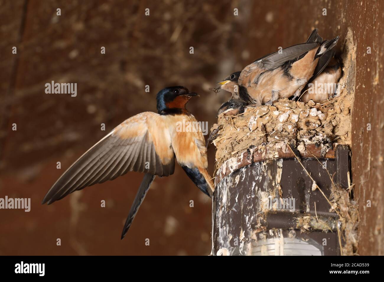 barn swallows (Hirundo rustica), at nest, Maryland Stock Photo