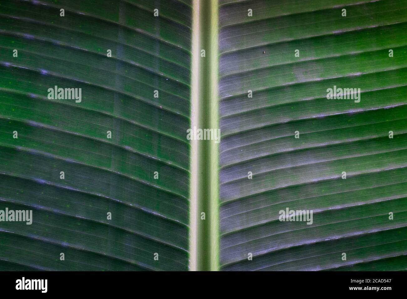 drak green tropical banana leaf texture, tropical foliage nature  background Stock Photo