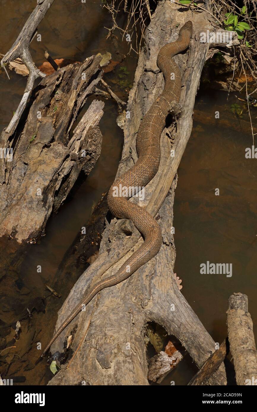 Northern water snake, Nerodia sipedon, Maryland, basking Stock Photo