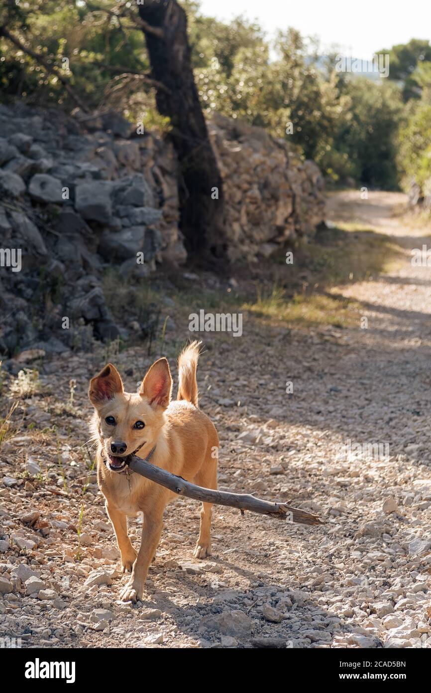 Is Gravel Ok For Dogs