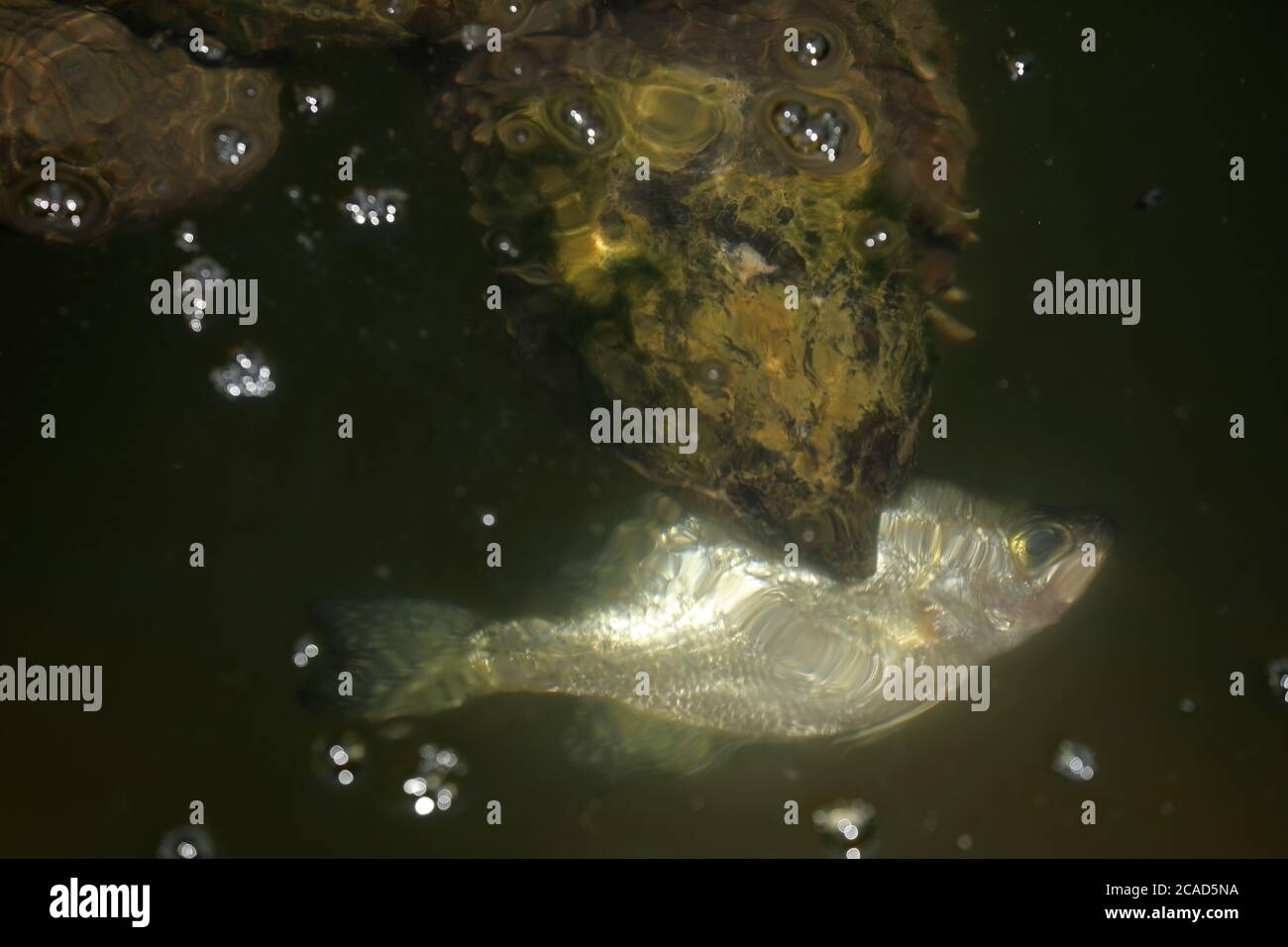 Snapping turtle, Chelydra serpentina, Maryland, feeding on dead white crappie Stock Photo