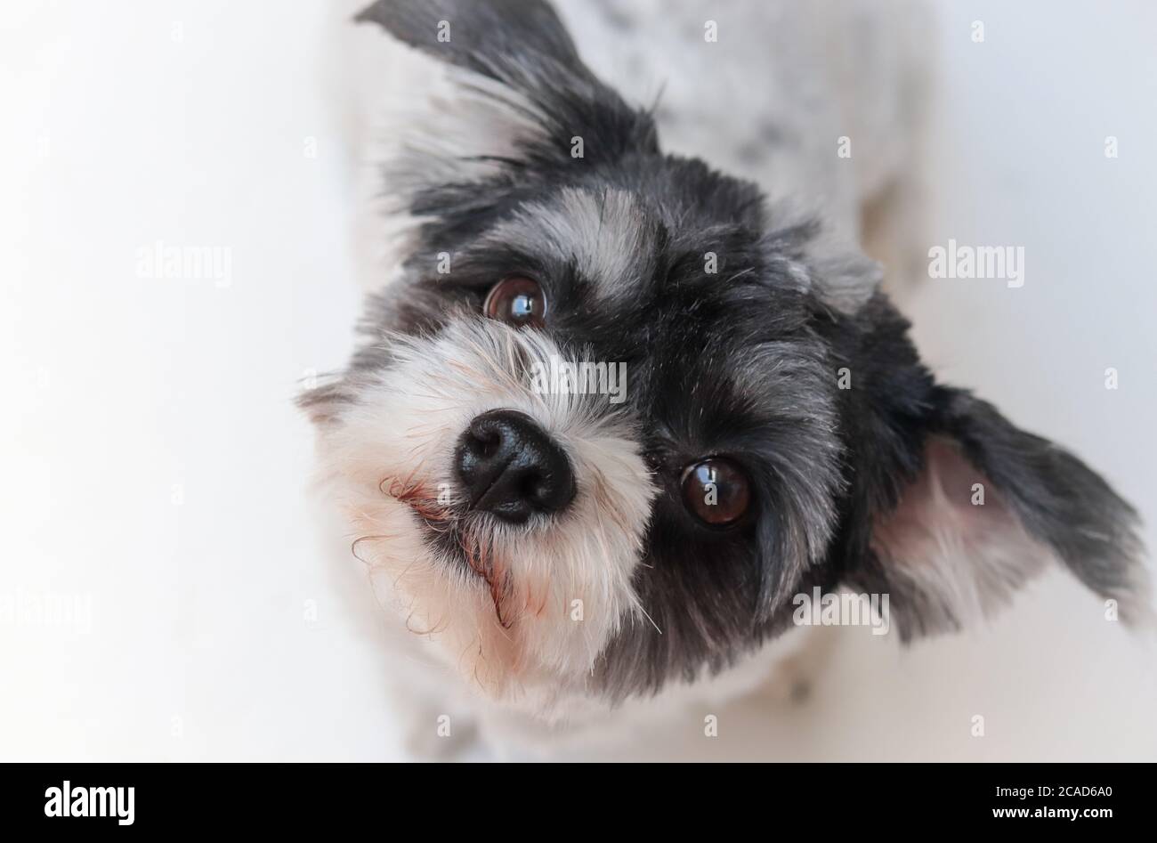 Closeup shot white shih hi-res stock photography and images - Alamy
