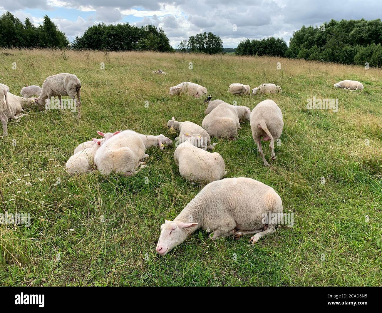Sleeping sheep herd in the pasture with meadows. Stock Photo